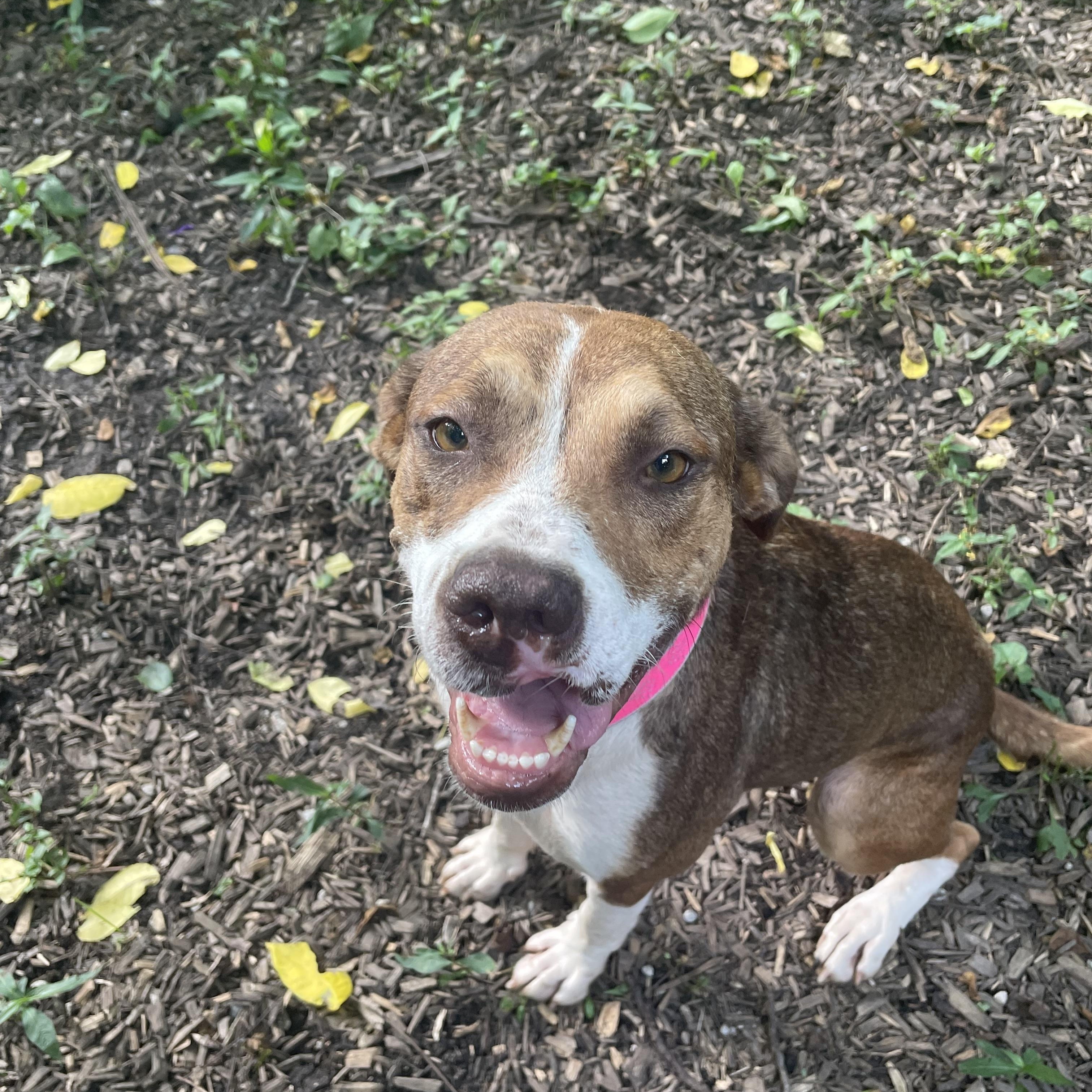 Enlarge Connie, a Adoptable mixed breed in Spencer, IN image 4/5