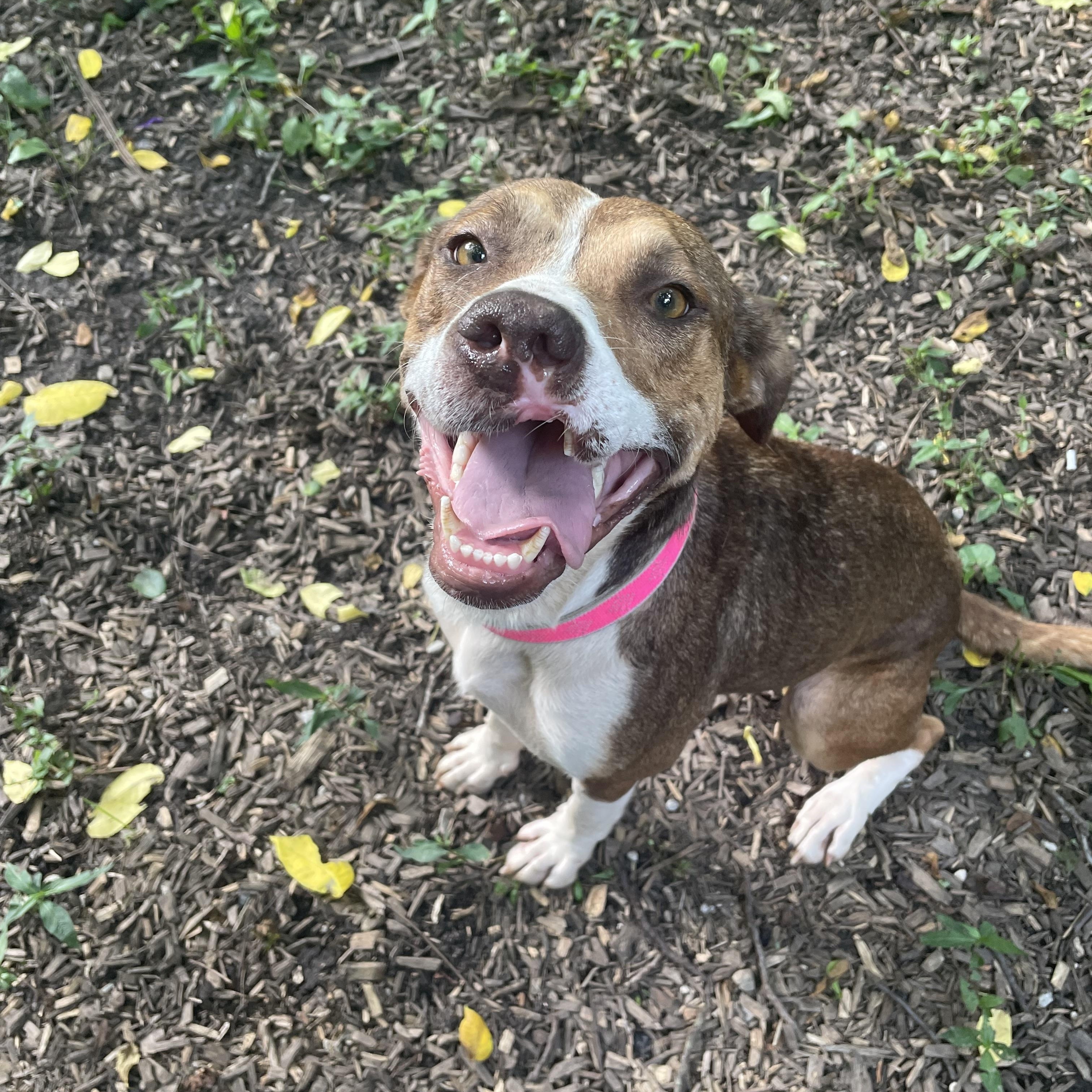 Enlarge Connie, a Adoptable mixed breed in Spencer, IN image 5/5