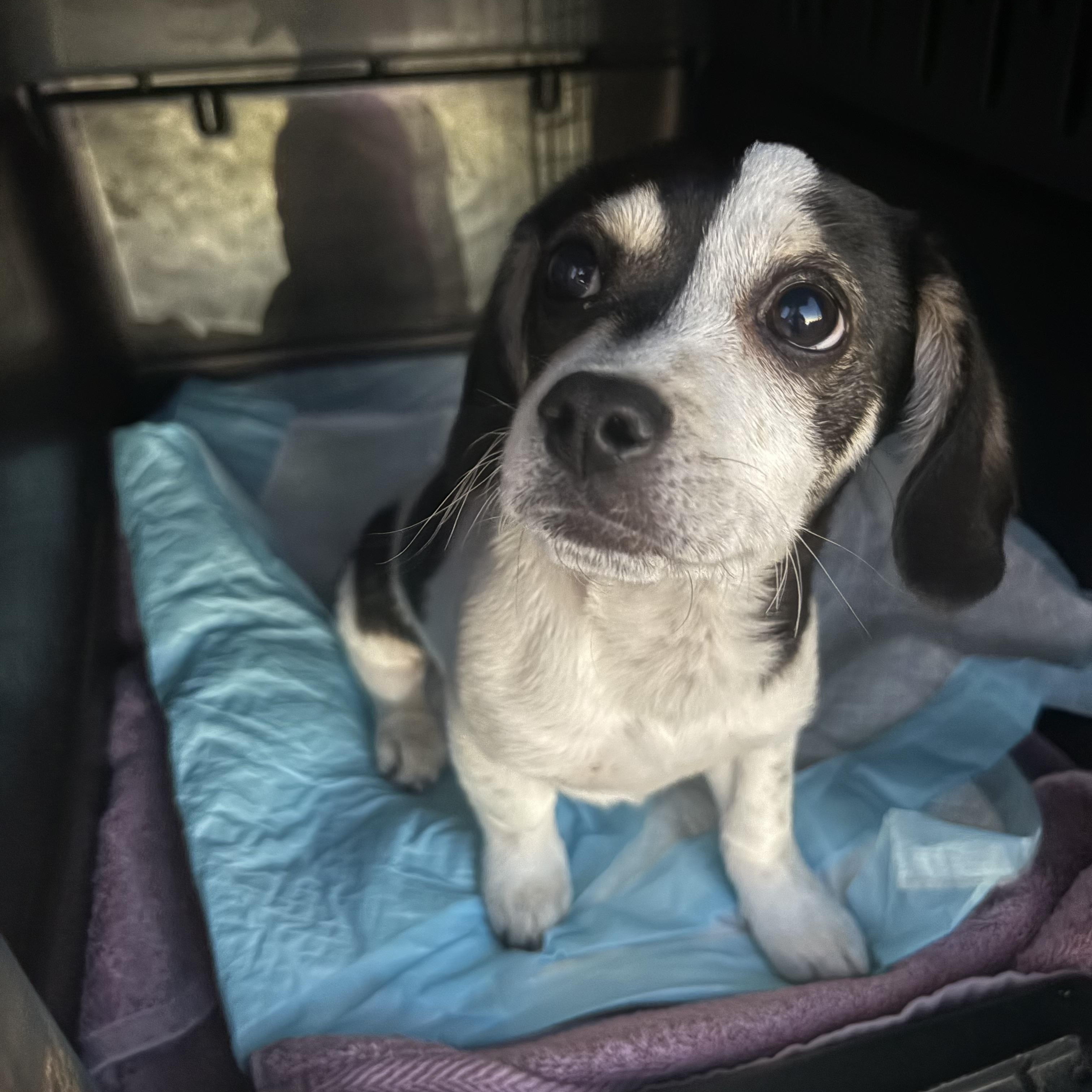Scooter -- available for adoption - LOOKING for a forever home, a Adoptable mixed breed in Tustin, CA image 4/5