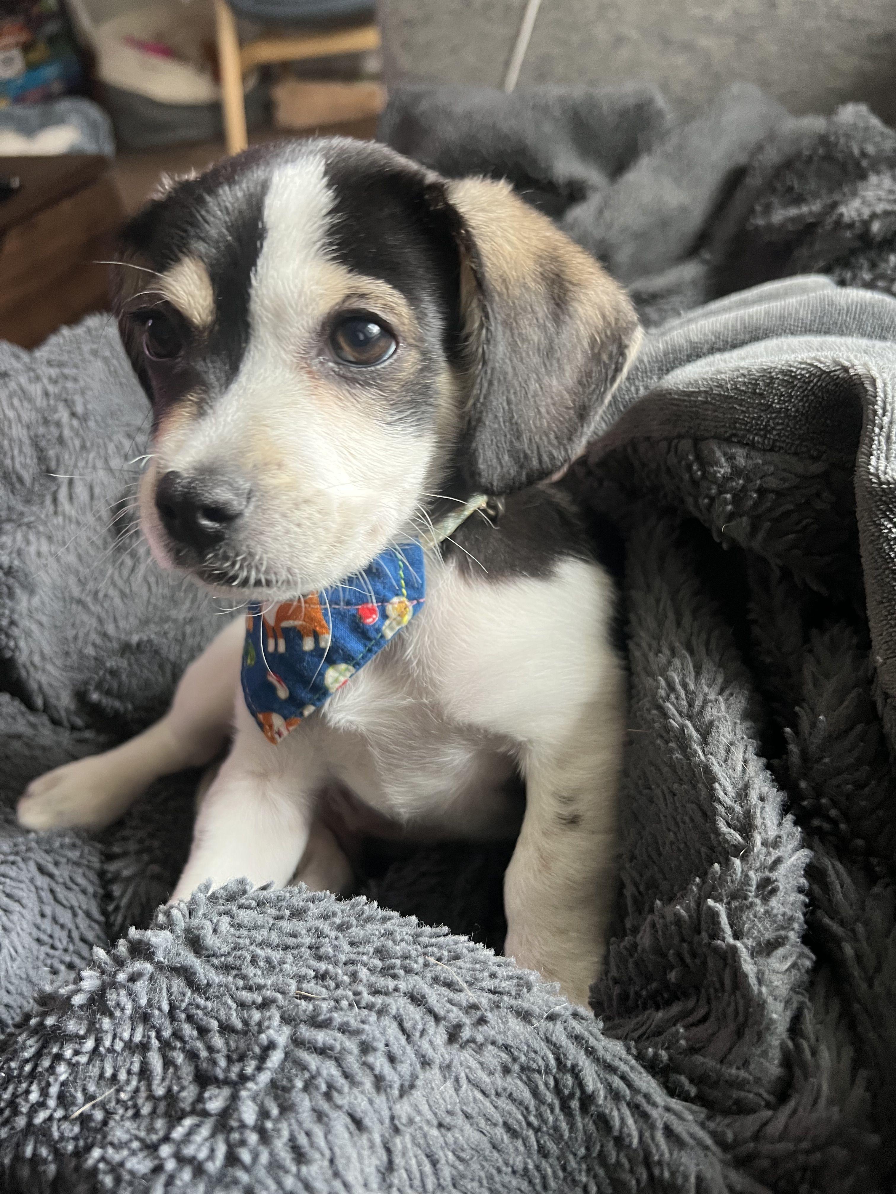 Scooter -- available for adoption - LOOKING for a forever home, a Adoptable mixed breed in Tustin, CA image 3/5