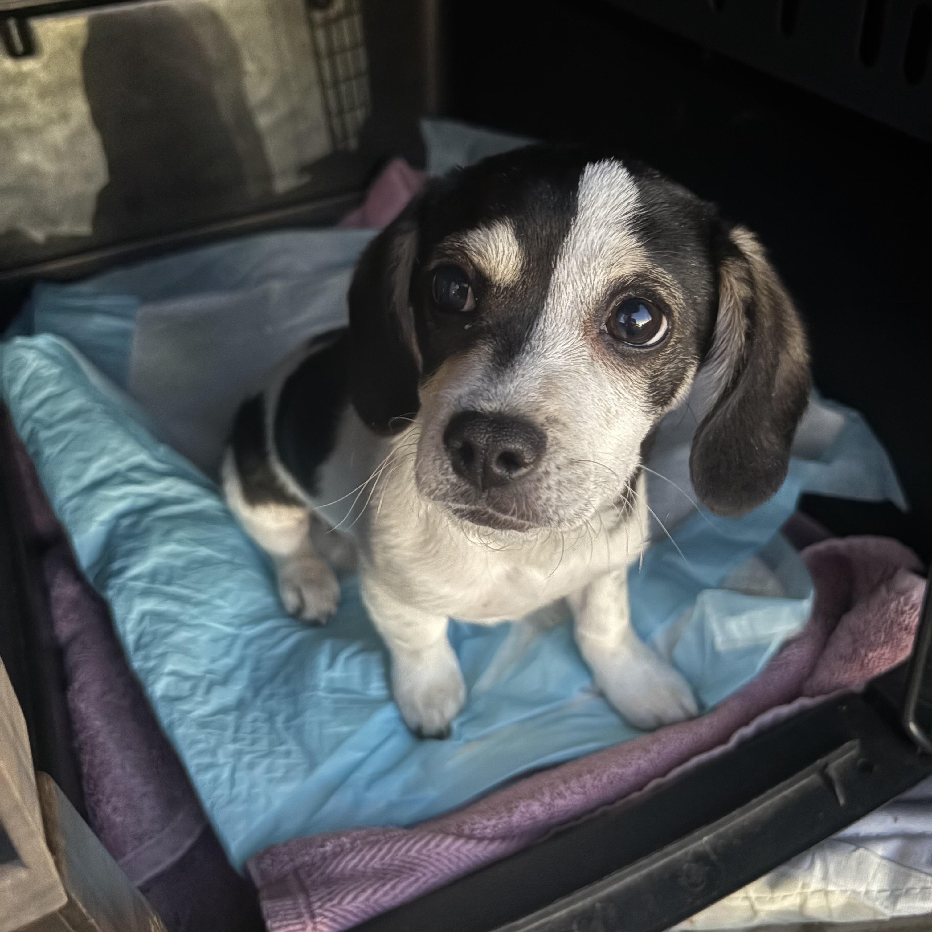 Scooter -- available for adoption - LOOKING for a forever home, a Adoptable mixed breed in Tustin, CA image 5/5