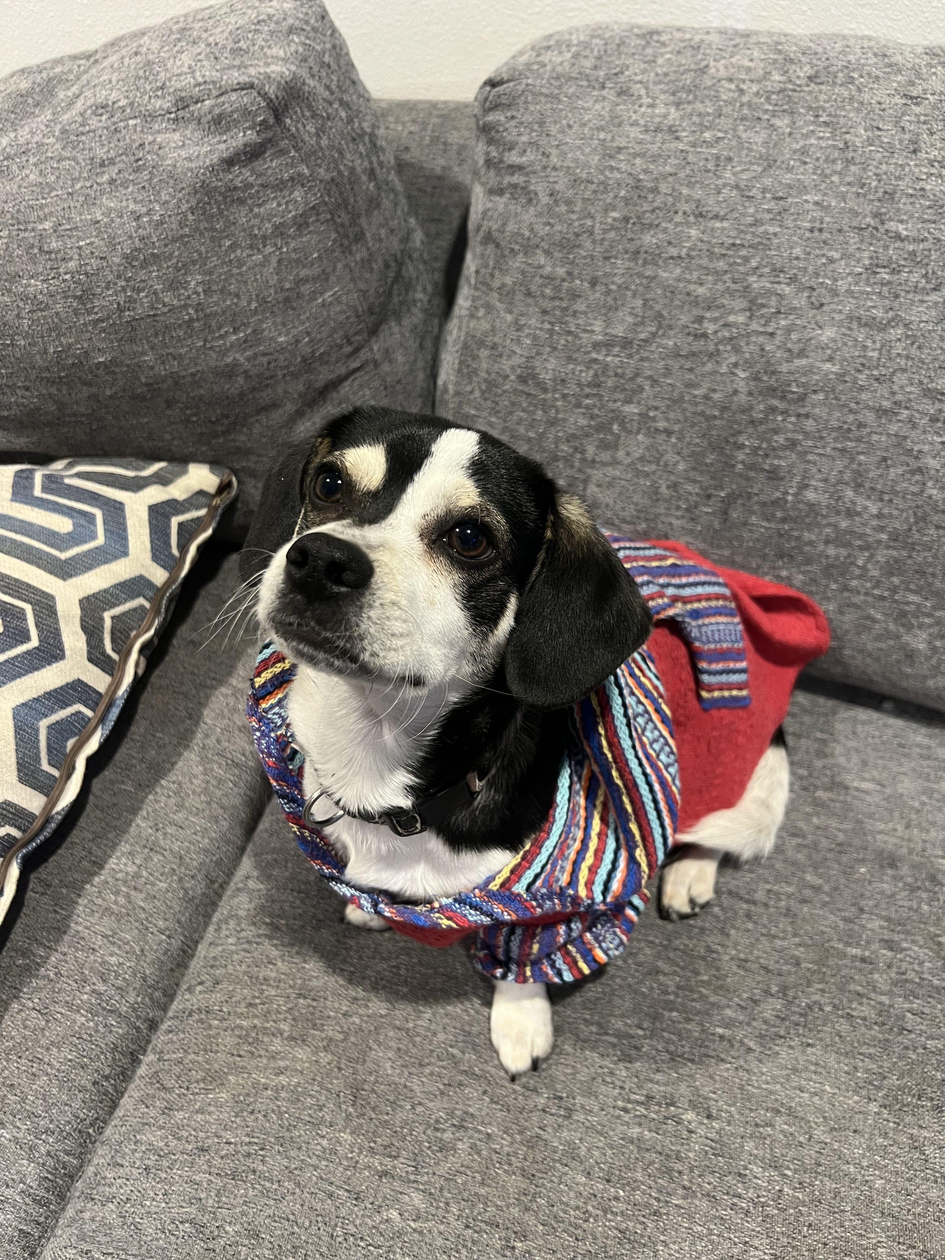 Scooter -- available for adoption - LOOKING for a forever home, a Adoptable mixed breed in Tustin, CA image 1/5