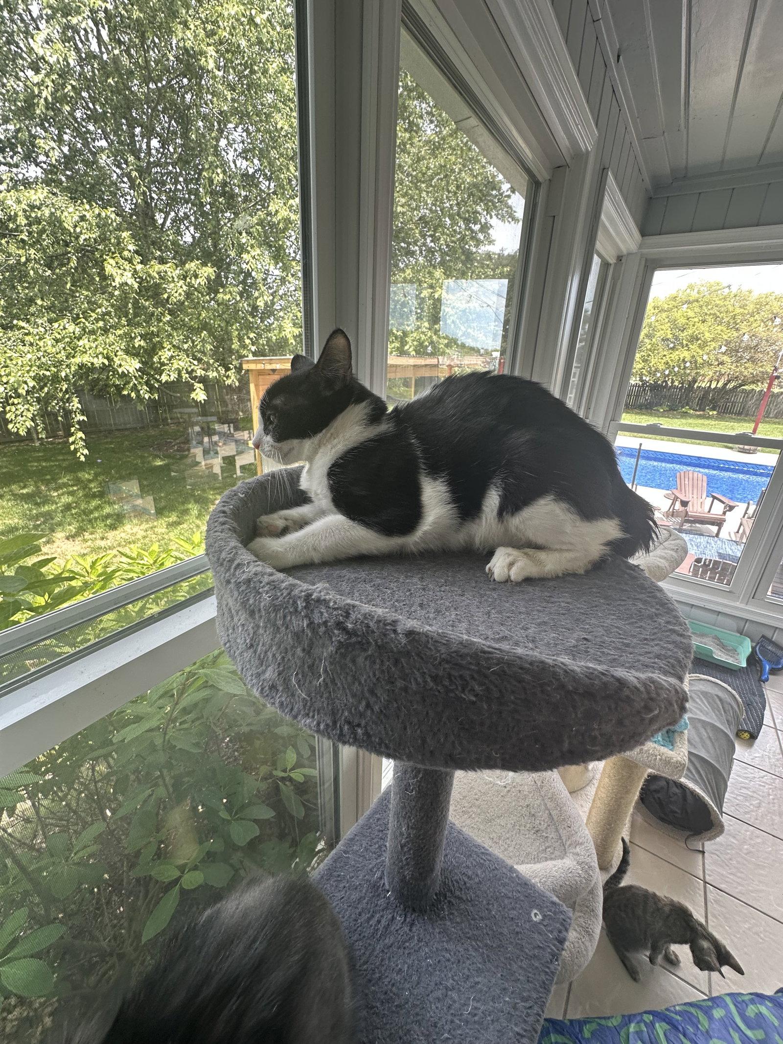Enlarge Oreo, a Adoptable Domestic Short Hair in Virginia Beach, VA image 1/1