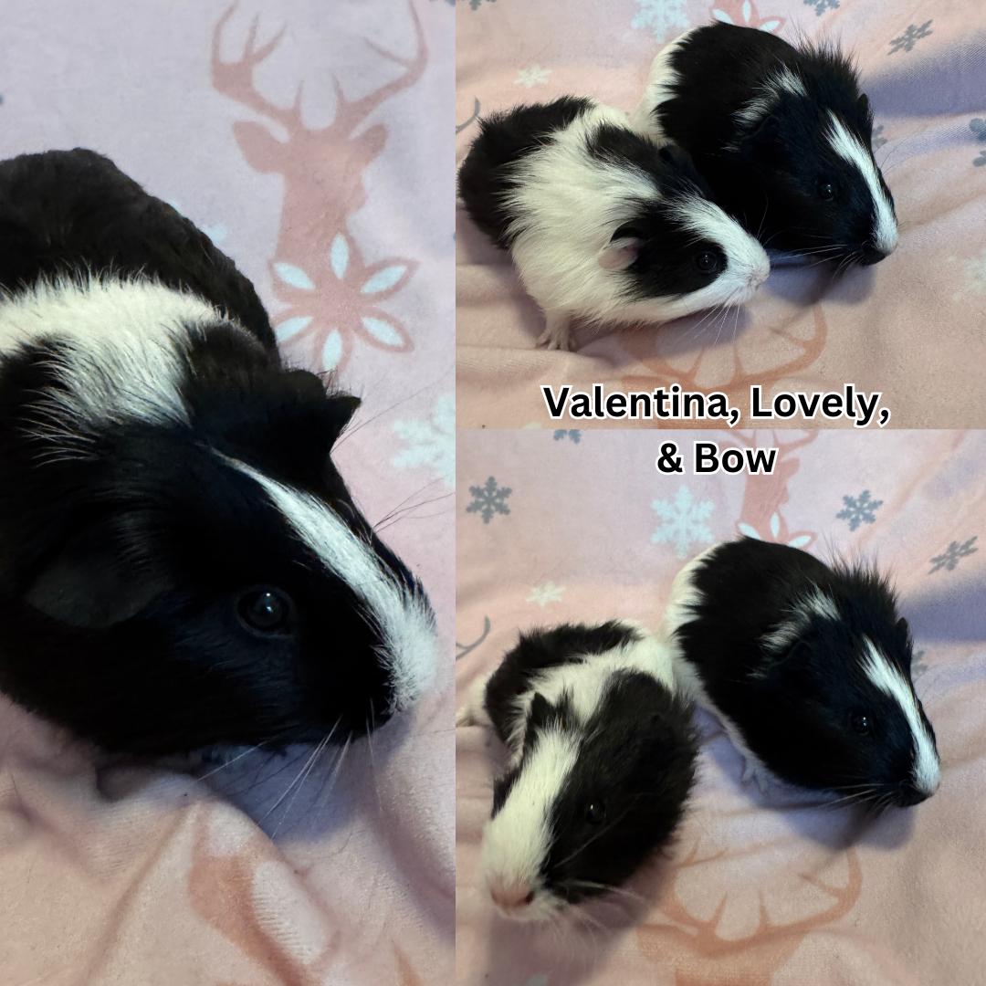 Valentina, Lovely, and Bow, ADOPTABLE, Baby Female Guinea Pig.
