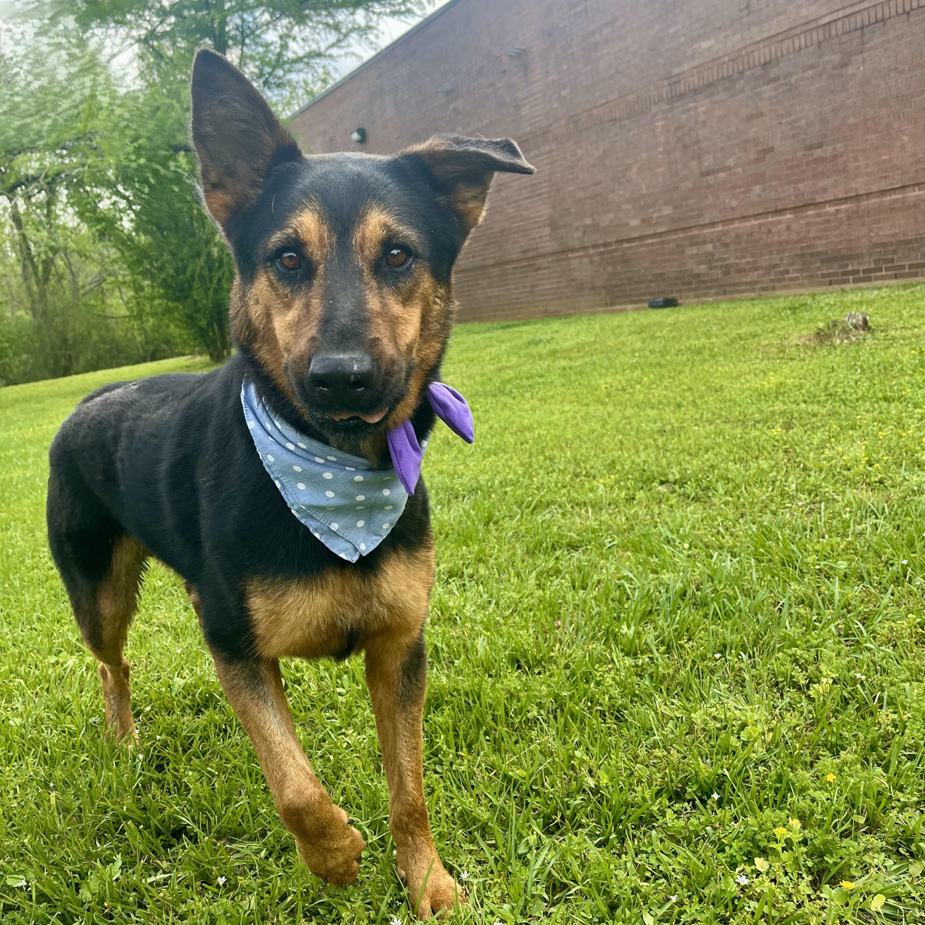 Honeydew — thumbnail 2