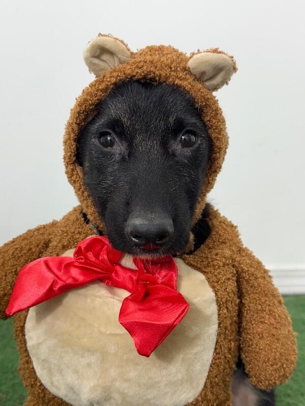 Enlarge Ramen, an adopted mixed breed in San Marcos, CA image 1/1