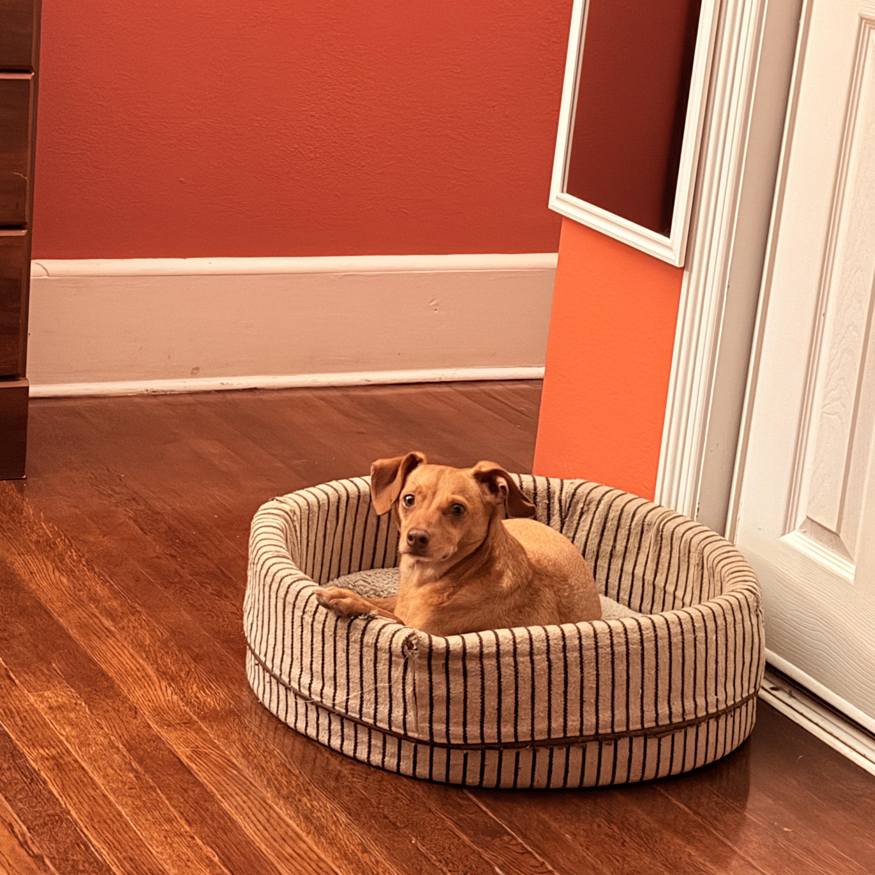 Enlarge Bear, a Adoptable mixed breed in Austin, TX image 2/4