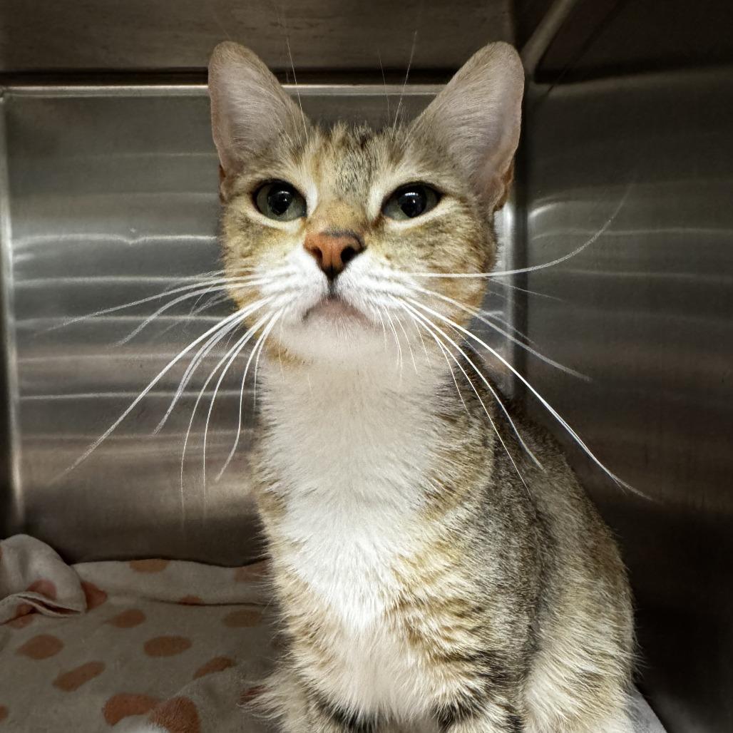 Chamoy, Adoptable, Adult Female Domestic Short Hair.