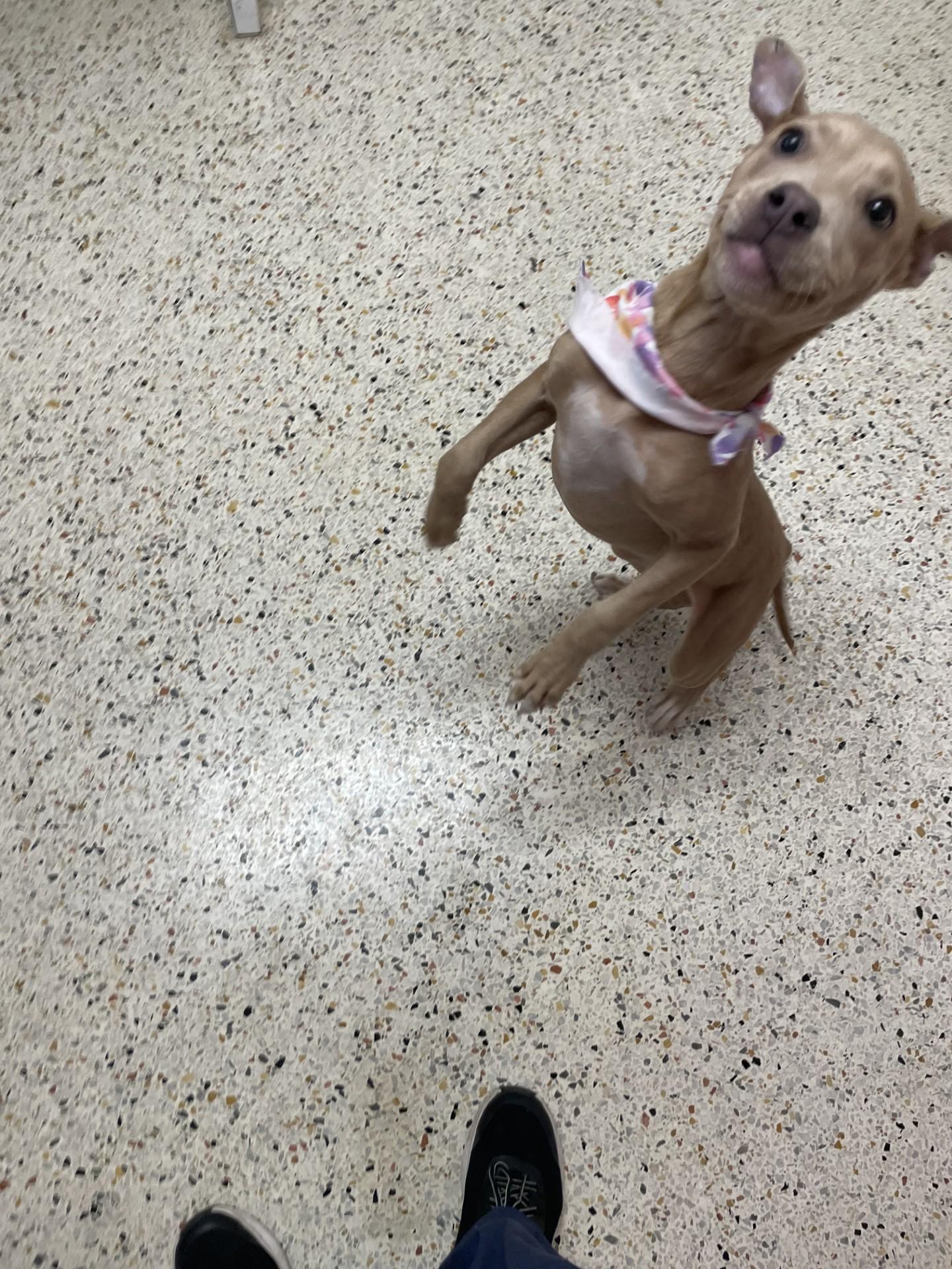 Enlarge Nova7882, a ADOPTABLE mixed breed in Rocky Mount, NC image 2/3