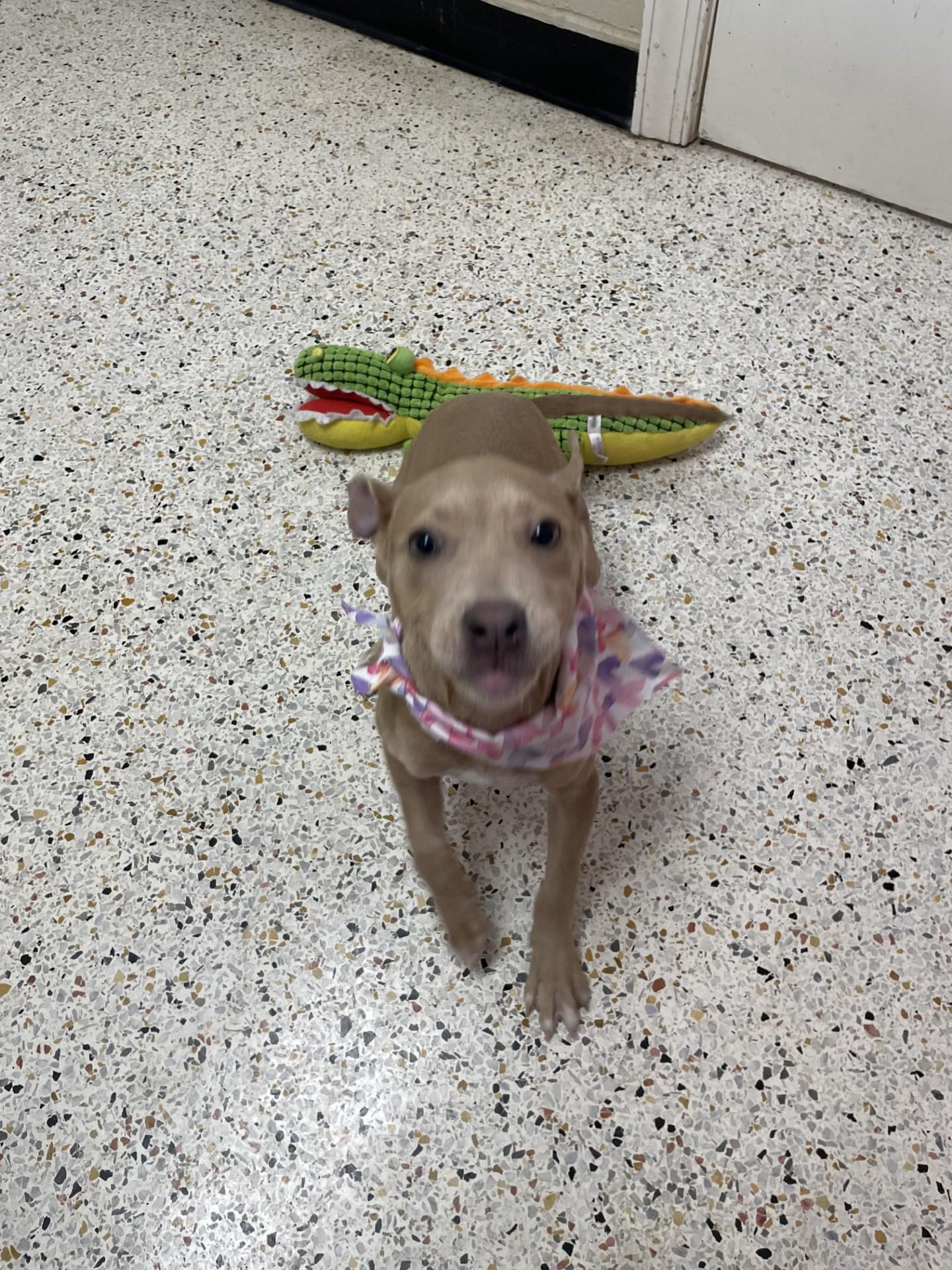 Enlarge Nova7882, a ADOPTABLE mixed breed in Rocky Mount, NC image 1/3