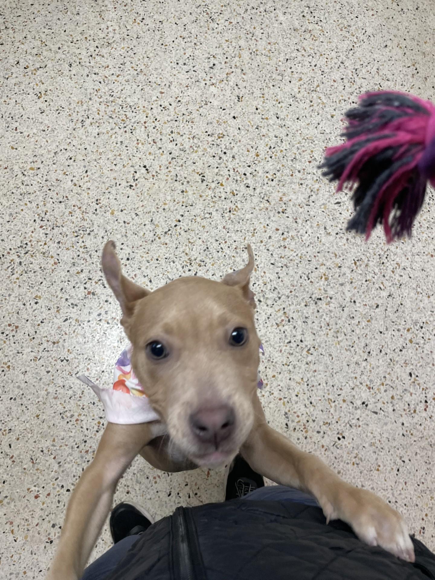 Enlarge Nova7882, a ADOPTABLE mixed breed in Rocky Mount, NC image 3/3