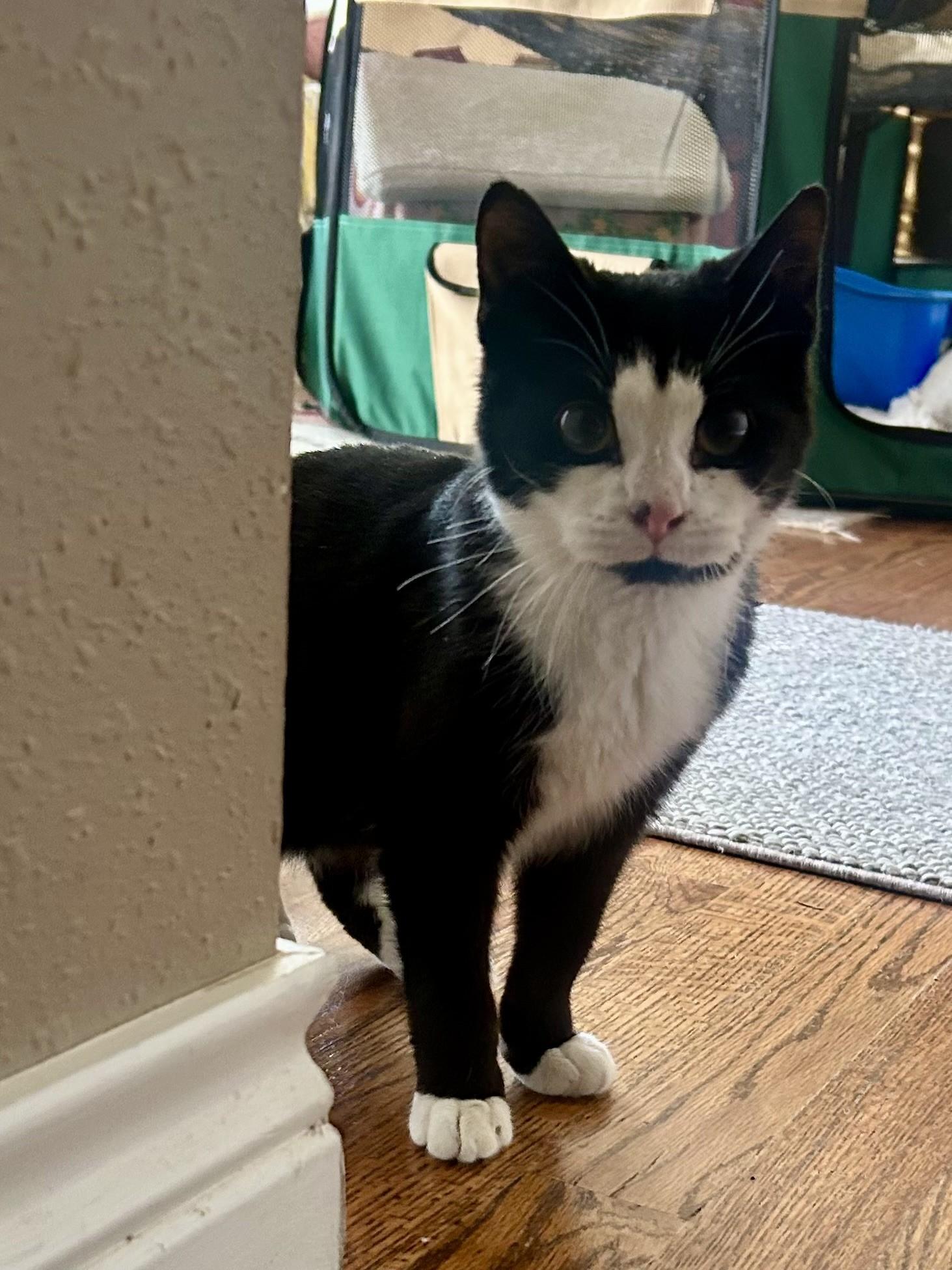 Baby Batman aka Sylvester/Forest Jackson, a ADOPTABLE Tuxedo in Aurora, CO image 3/5