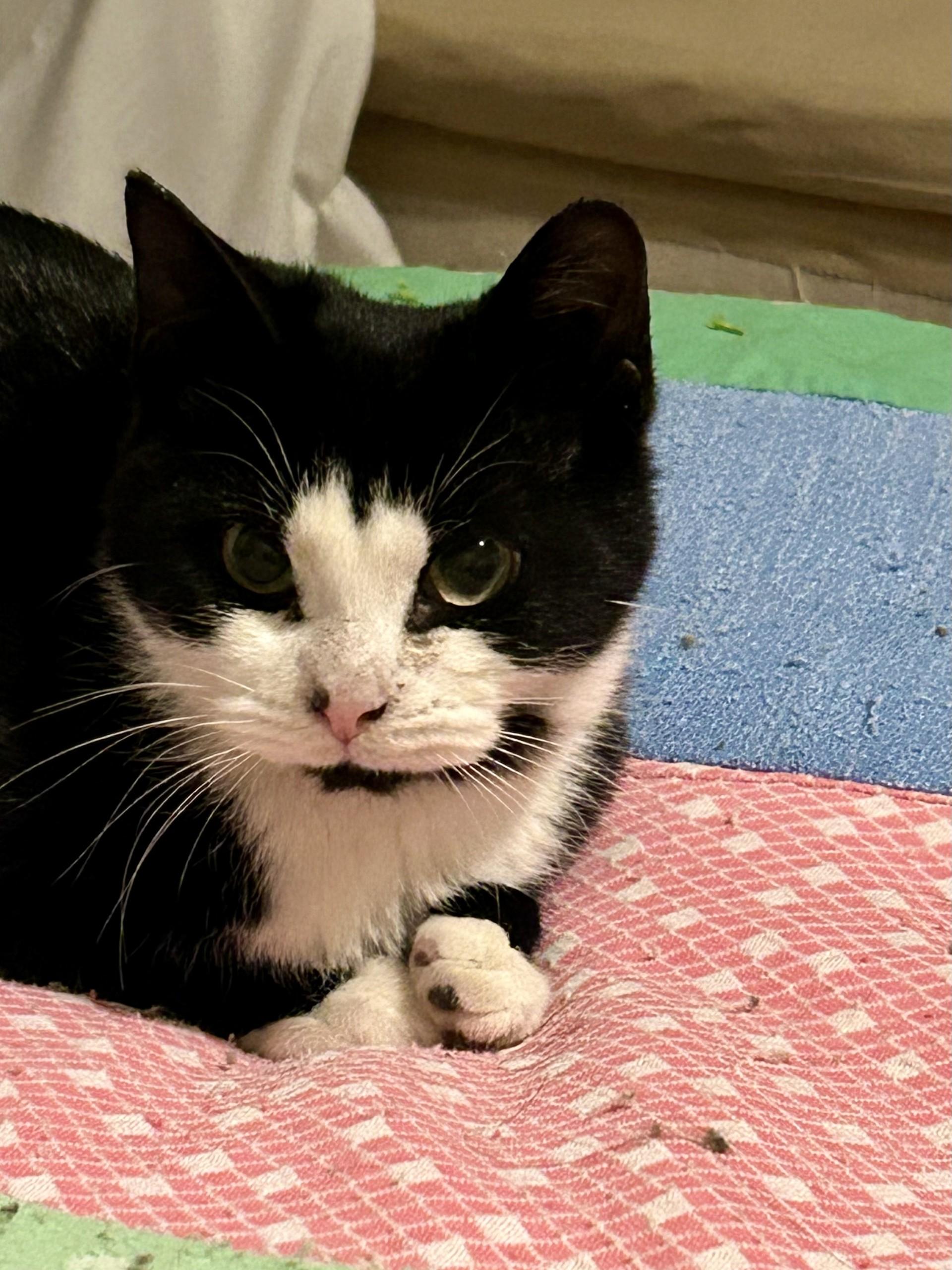 Baby Batman aka Sylvester/Forest Jackson, a ADOPTABLE Tuxedo in Aurora, CO image 2/5