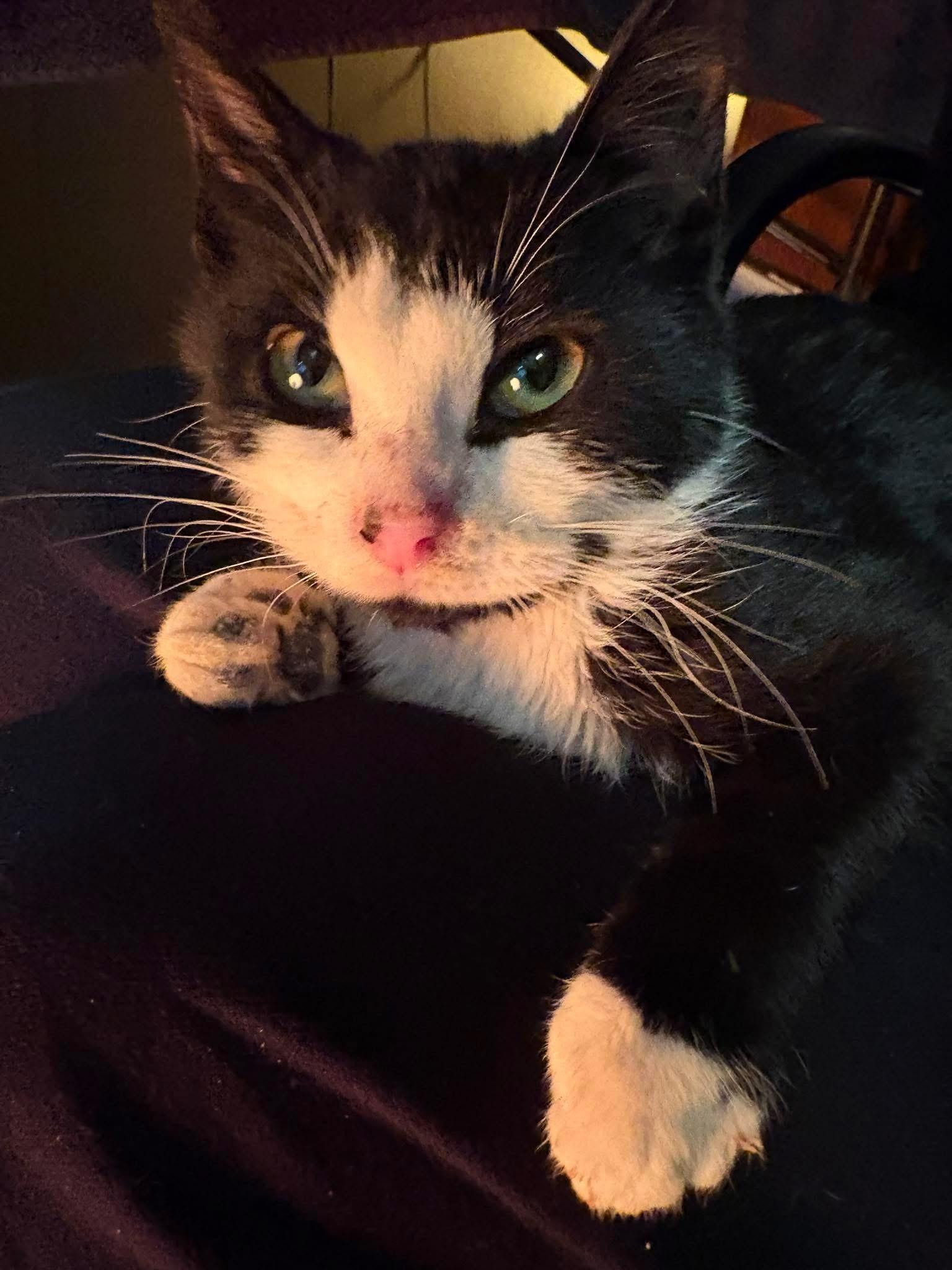 Baby Batman aka Sylvester/Forest Jackson, a ADOPTABLE Tuxedo in Aurora, CO image 1/5