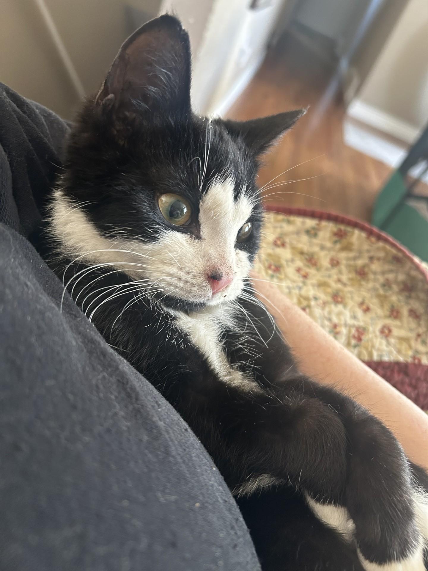 Baby Batman aka Sylvester/Forest Jackson, a ADOPTABLE Tuxedo in Aurora, CO image 4/5