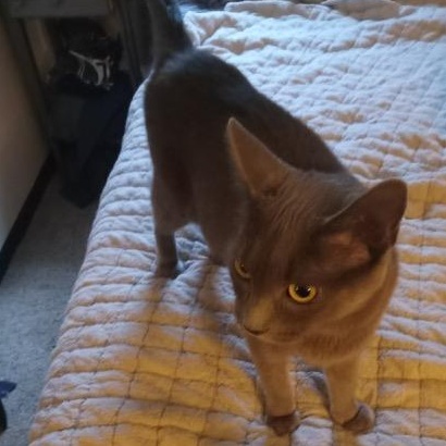 Joy – A Loving Mama Ready for Her Forever Home