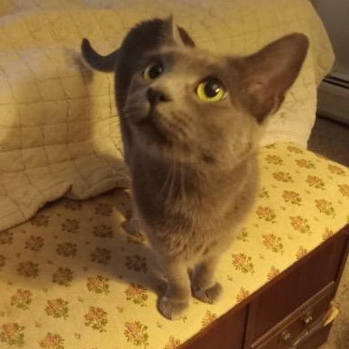 Joy – A Loving Mama Ready for Her Forever Home