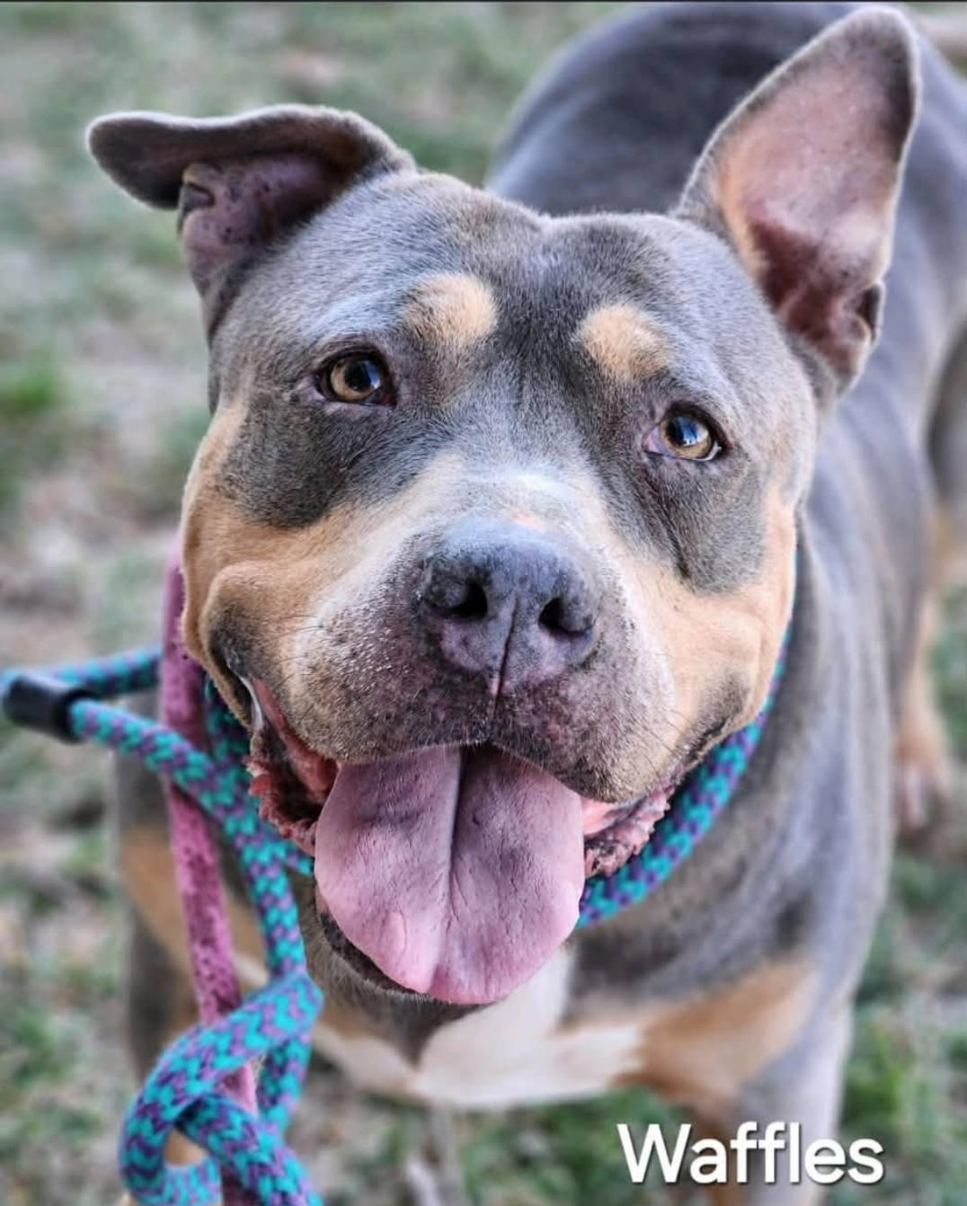 Waffles, Adoptable, Adult Female Pit Bull Terrier.