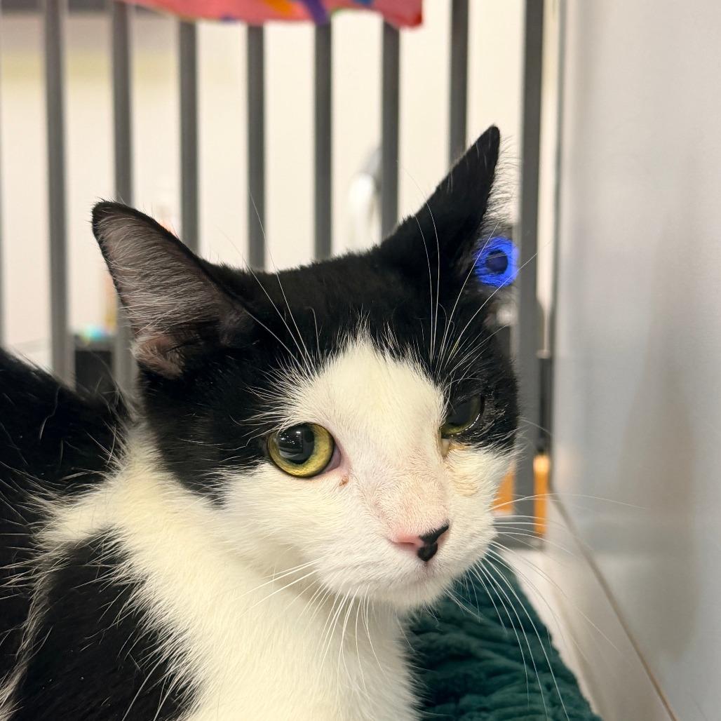 Fiona, Adoptable, Adult Female Domestic Short Hair.