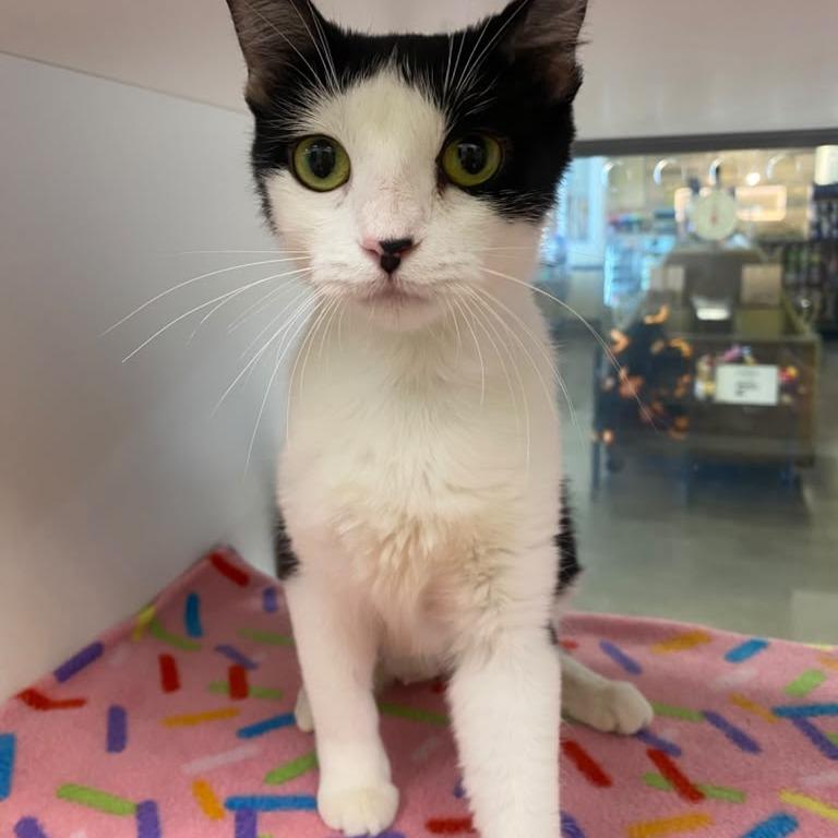 Enlarge Fiona, a Adoptable Domestic Short Hair in Temecula, CA image 2/2