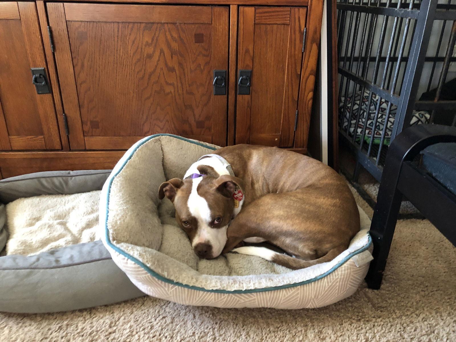 Honeybee, Adoptable, Young Female Terrier.