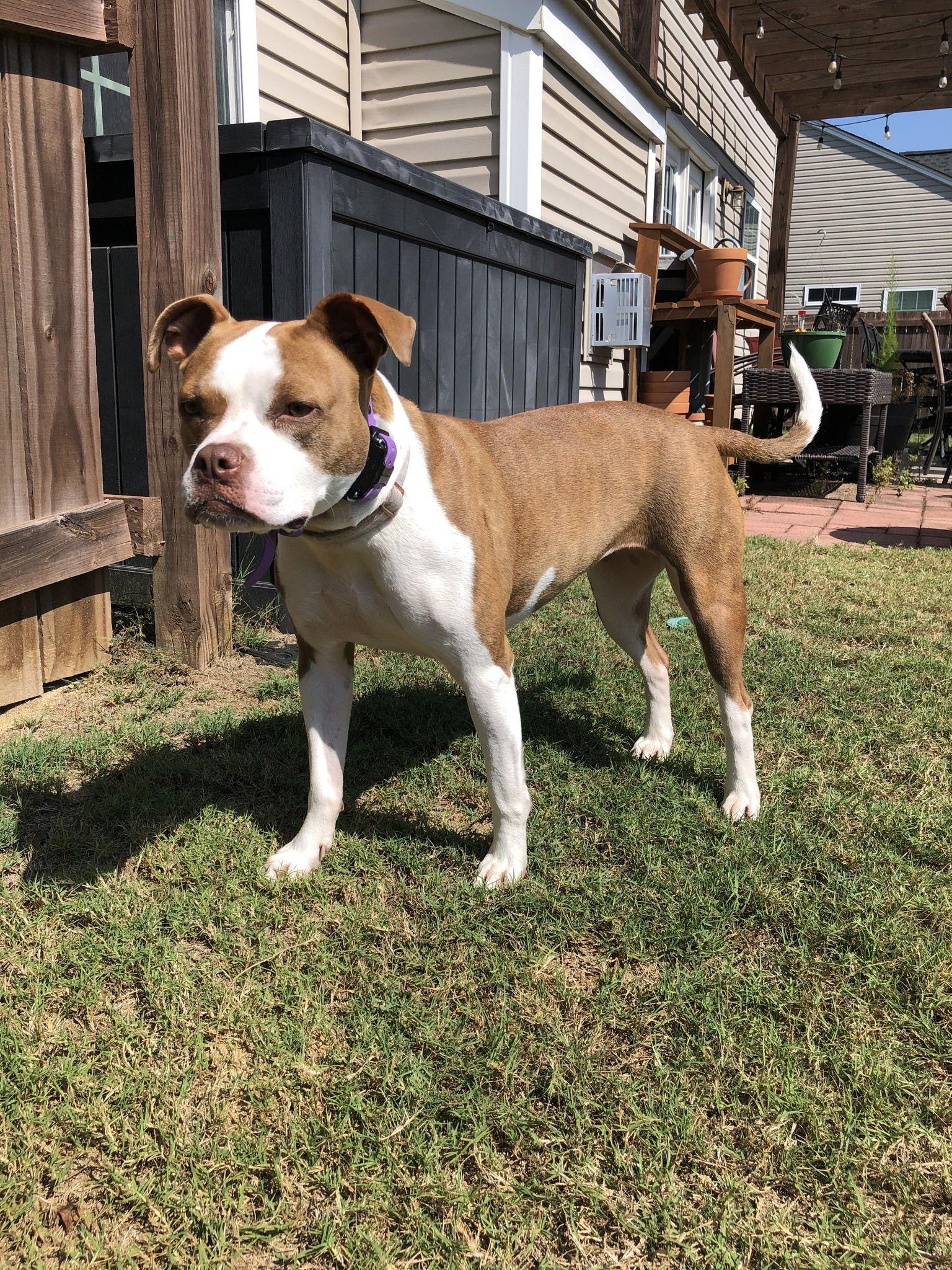 Honeybee, a Adoptable Terrier in Greenville, SC image 2/3