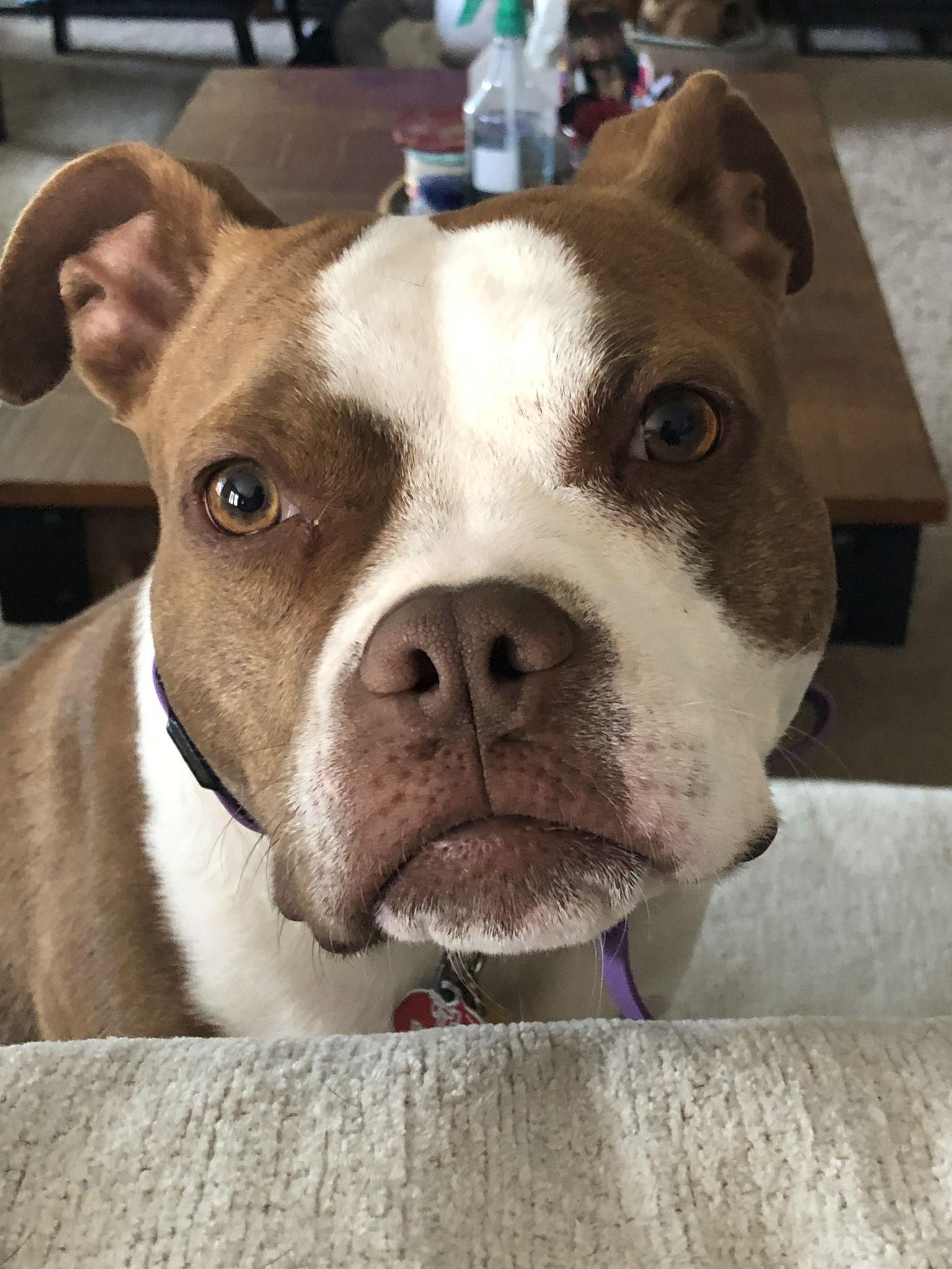 Honeybee, a Adoptable Terrier in Greenville, SC image 3/3