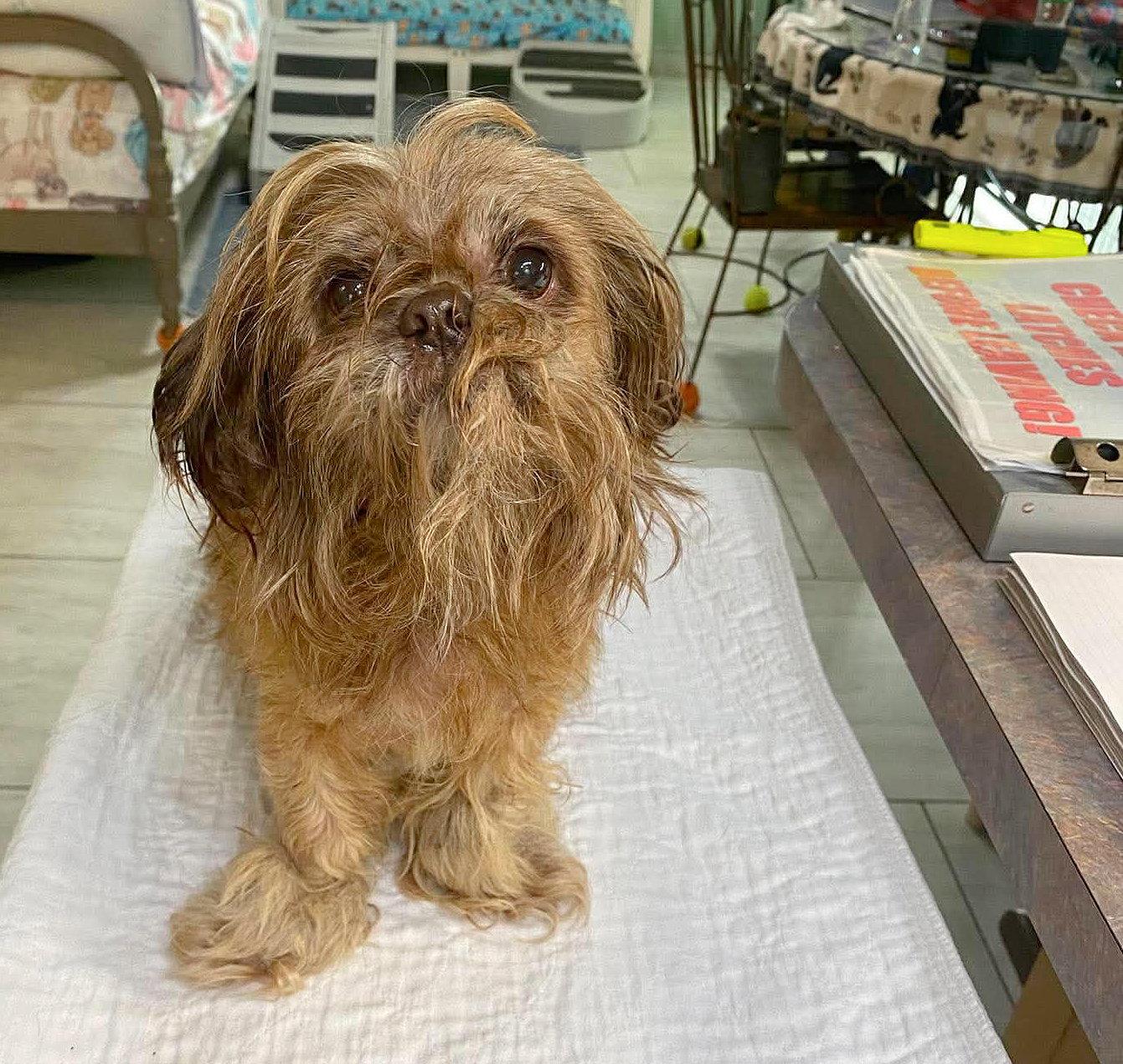 Menopaws (NOT YET AVAILABLE), Adoptable, Adult Female Shih Tzu.