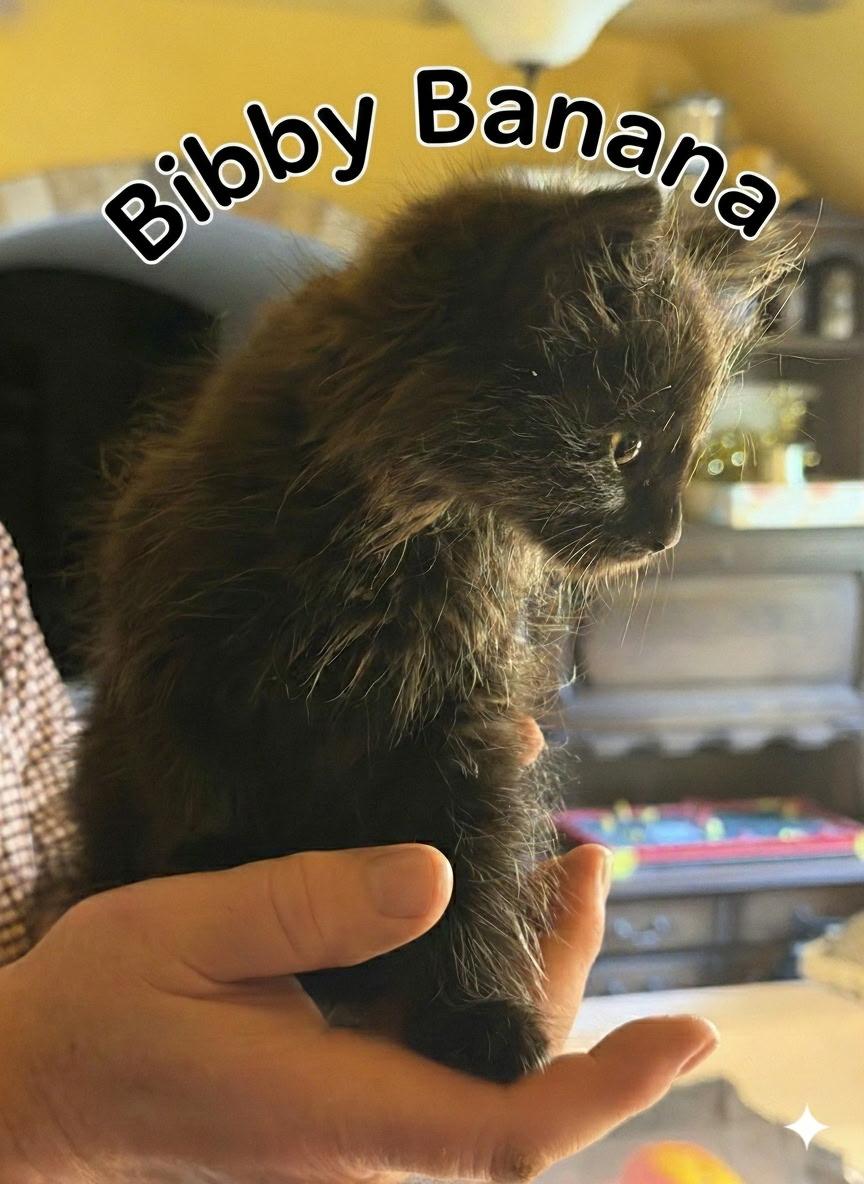 Enlarge Bibby Banya McFrank, a Adoptable Domestic Long Hair in Morganton, NC image 1/2