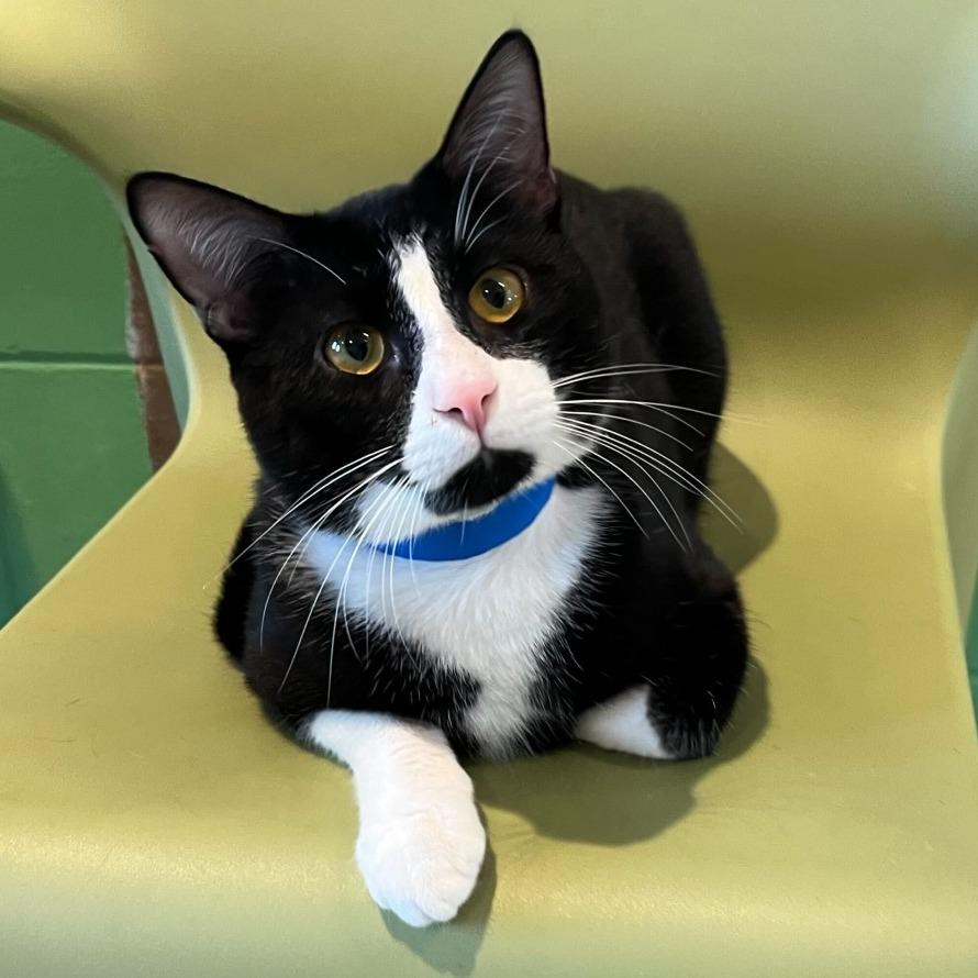 Tank, Adoptable, Young Male Domestic Short Hair.