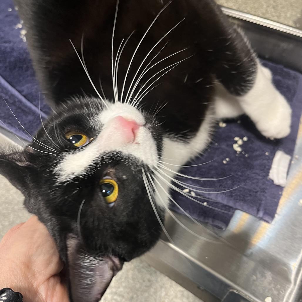 Enlarge Tank, a Adoptable Domestic Short Hair in Englewood, FL image 2/2