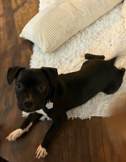 Enlarge Comet, a Adoptable mixed breed in Malvern, PA image 1/3