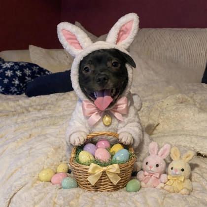 Enlarge Comet, a Adoptable mixed breed in Malvern, PA image 2/3