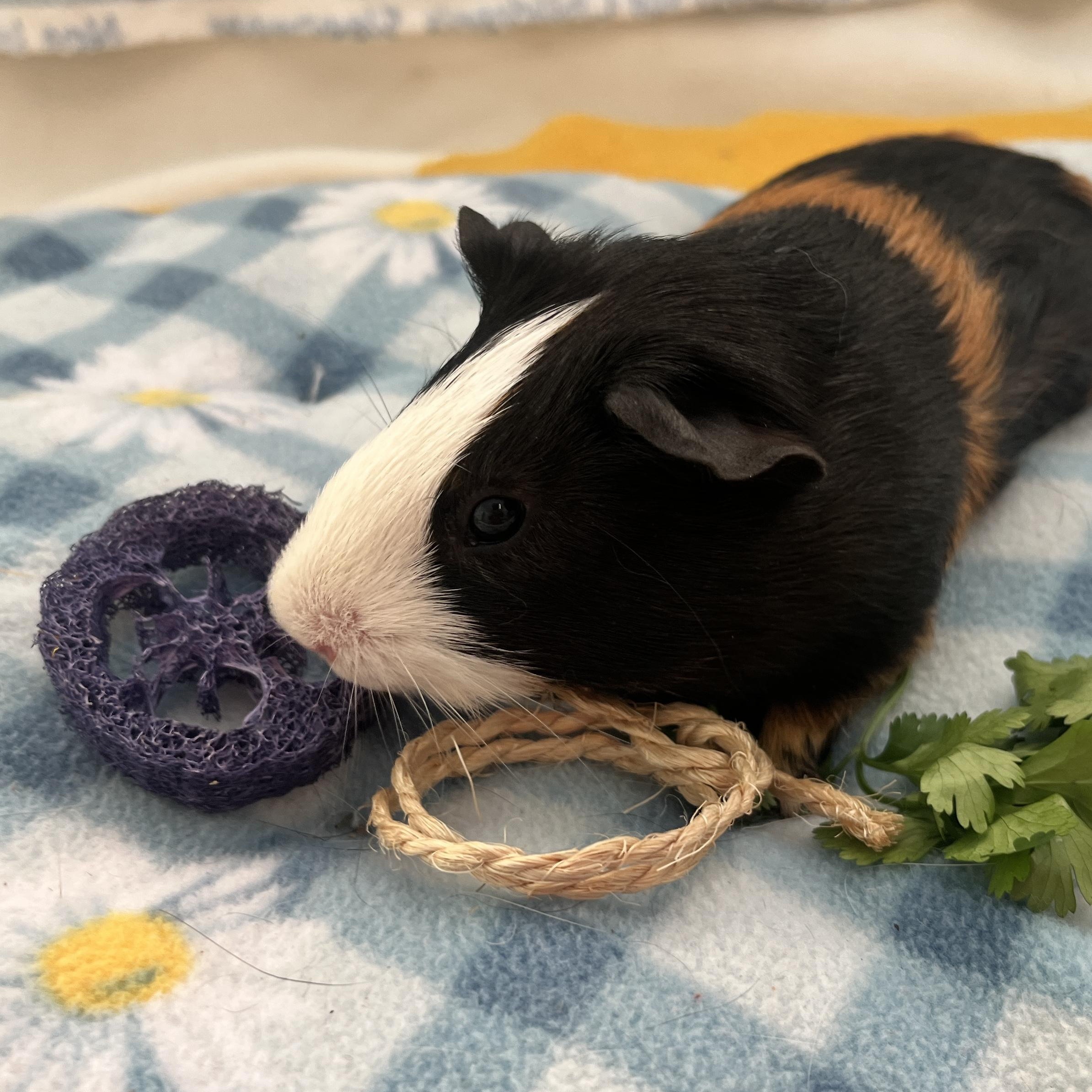 Enlarge Ilia (Neutered), a ADOPTABLE Guinea Pig in Oakland, CA image 5/5