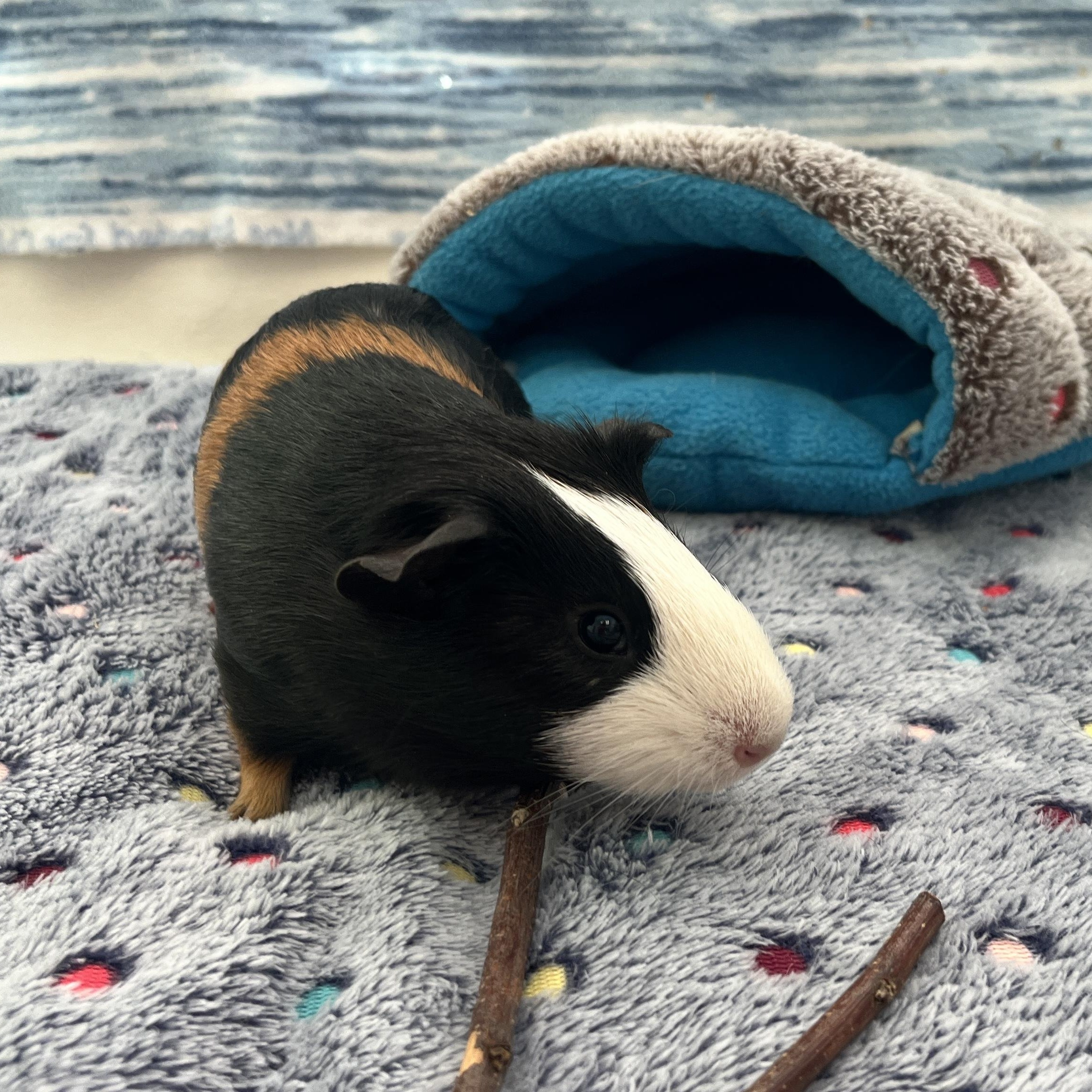 Enlarge Ilia (Neutered), a ADOPTABLE Guinea Pig in Oakland, CA image 4/5