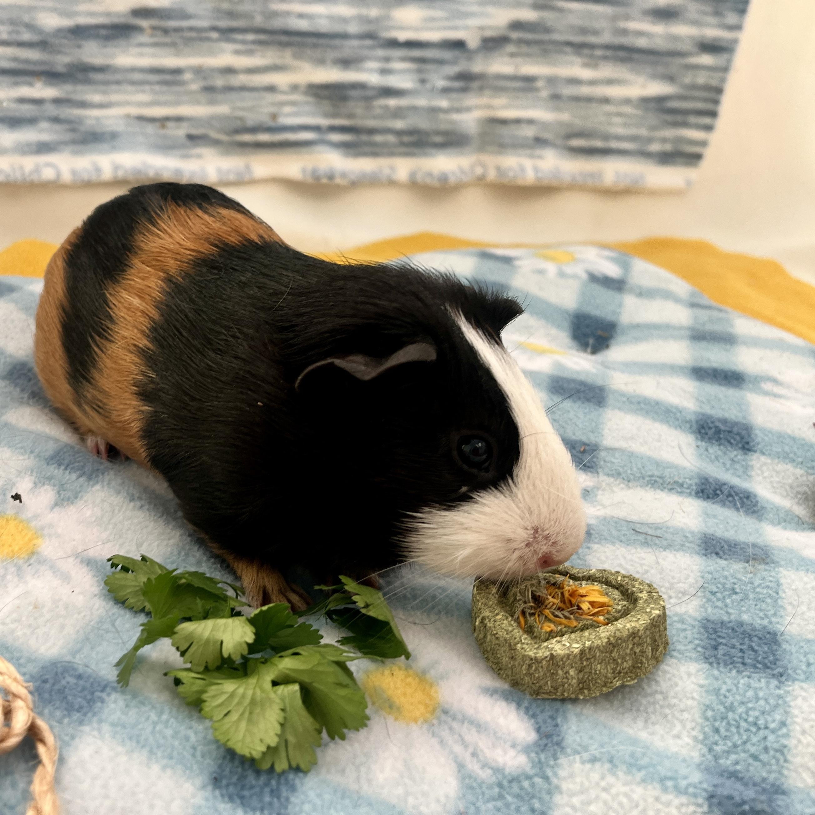 Enlarge Ilia (Neutered), a ADOPTABLE Guinea Pig in Oakland, CA image 1/5