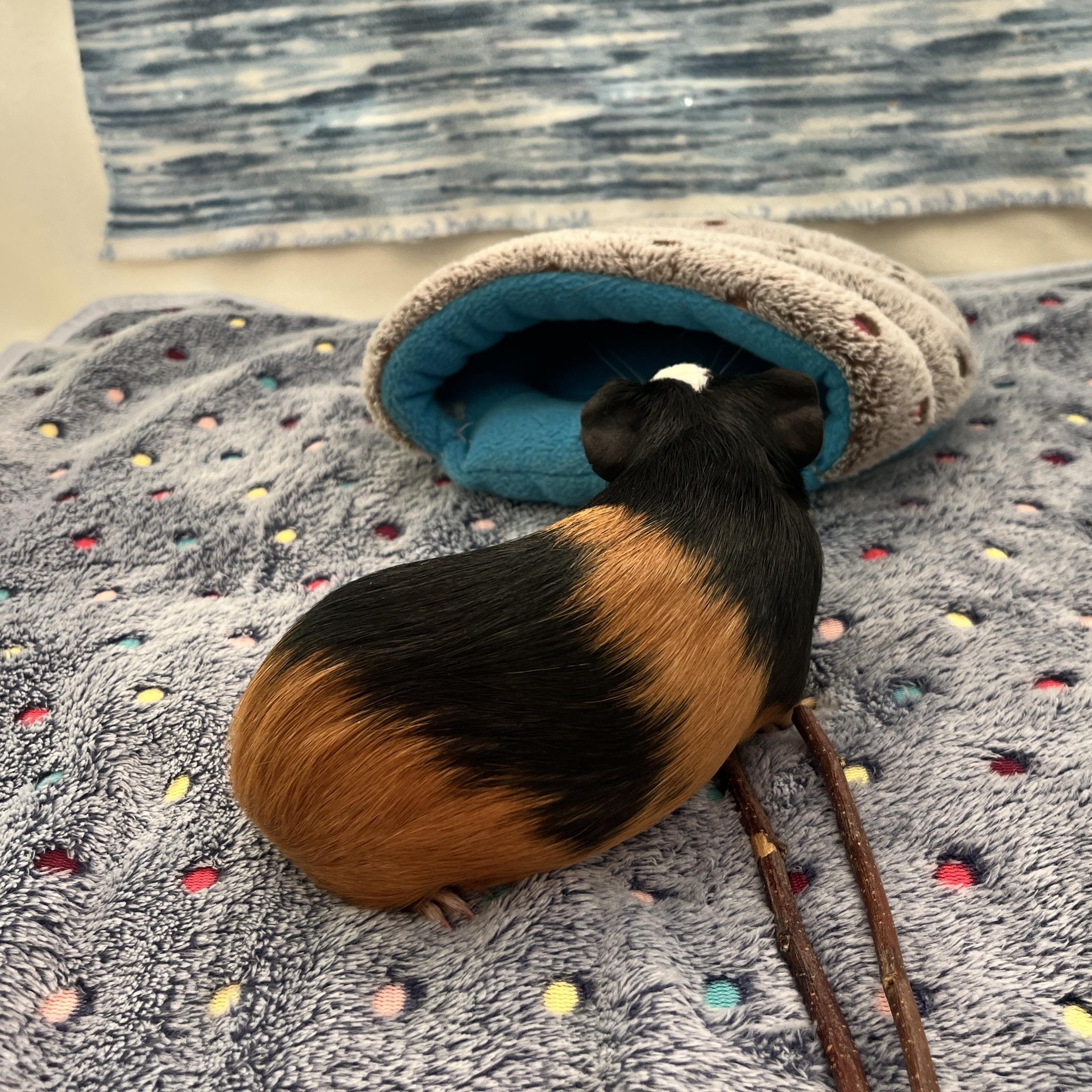 Enlarge Ilia (Neutered), a ADOPTABLE Guinea Pig in Oakland, CA image 2/5