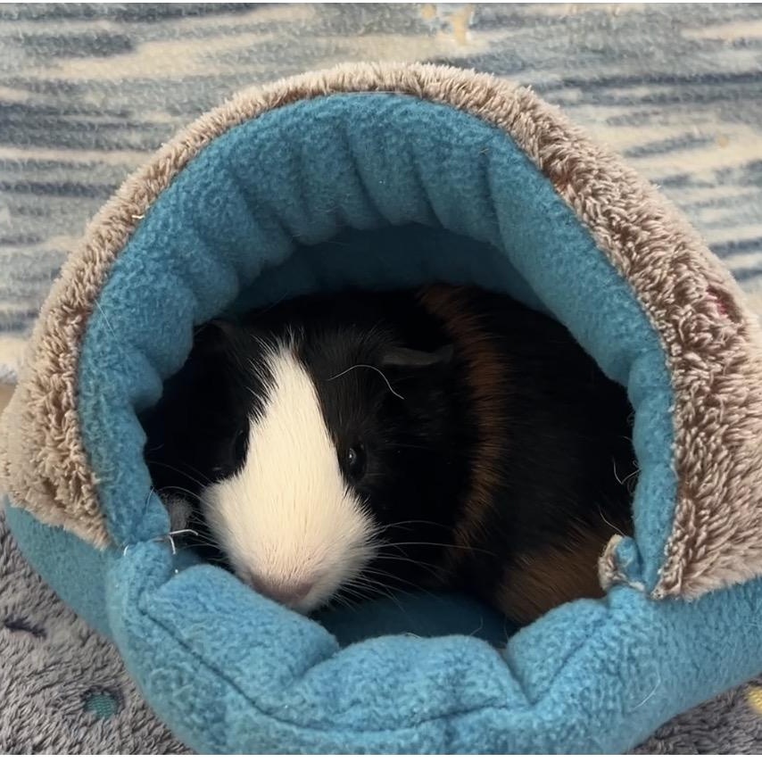 Enlarge Ilia (Neutered), a ADOPTABLE Guinea Pig in Oakland, CA image 3/5