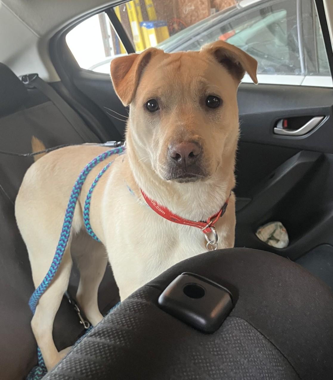 Enlarge Arlo #5, a Adoptable mixed breed in Killingworth, CT image 5/5