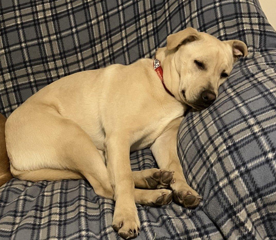 Enlarge Arlo #5, a Adoptable mixed breed in Killingworth, CT image 4/5