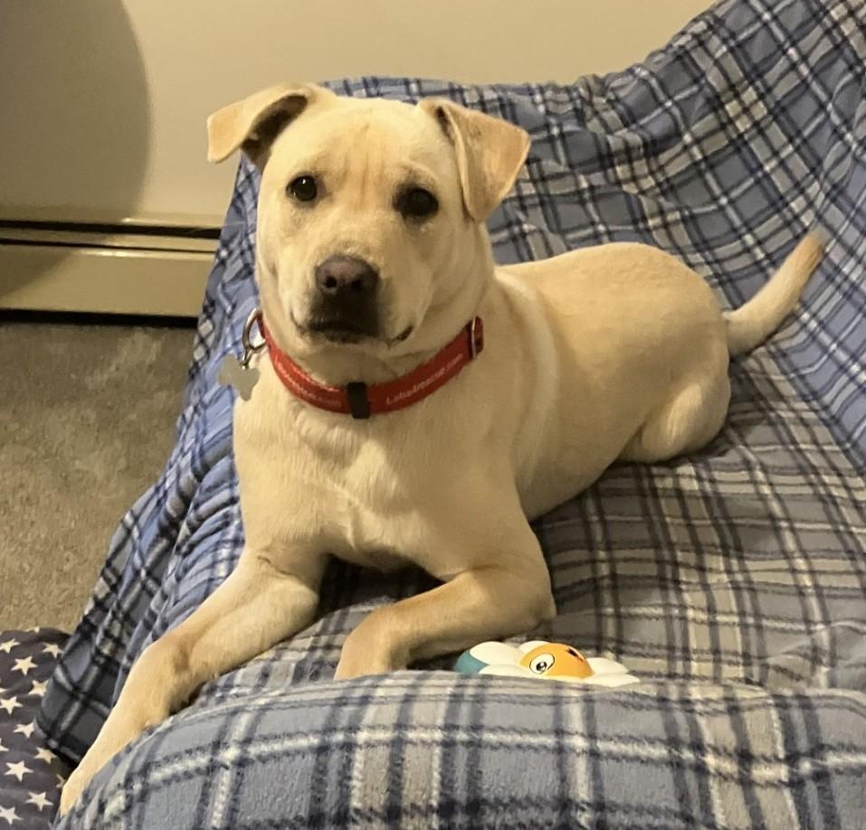 Enlarge Arlo #5, a Adoptable mixed breed in Killingworth, CT image 1/5