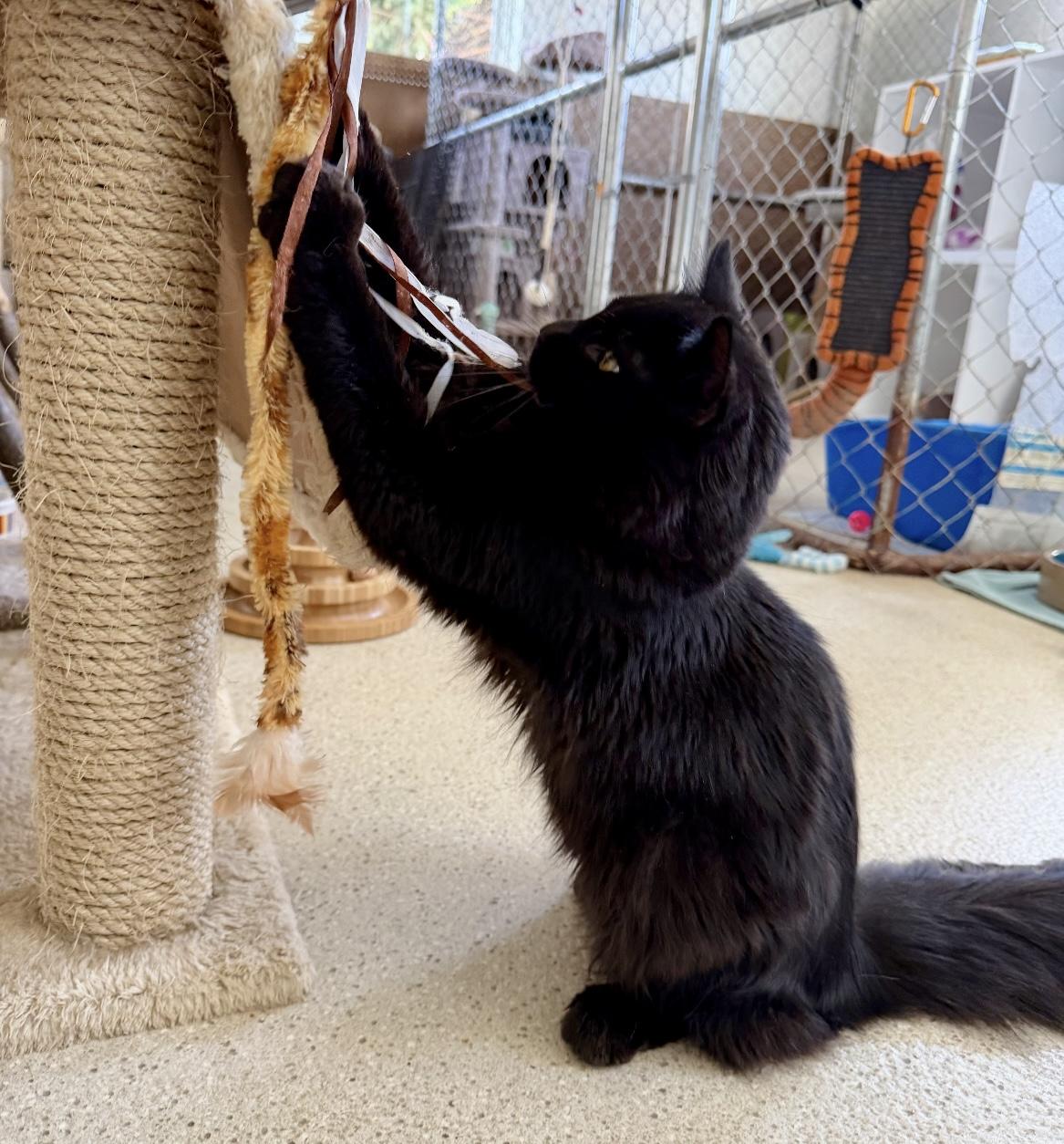Pedro , an adopted Domestic Long Hair in Cincinnati, OH image 5/6