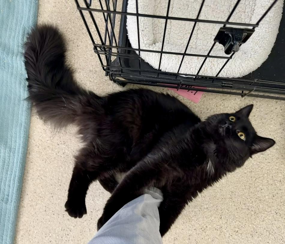 Pedro , an adopted Domestic Long Hair in Cincinnati, OH image 4/6