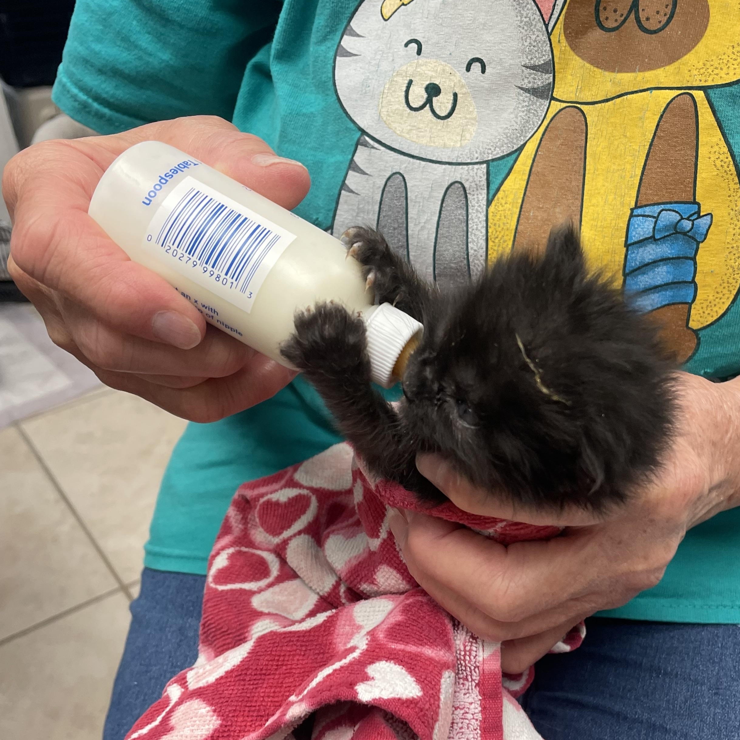 Pedro , an adopted Domestic Long Hair in Cincinnati, OH image 3/6