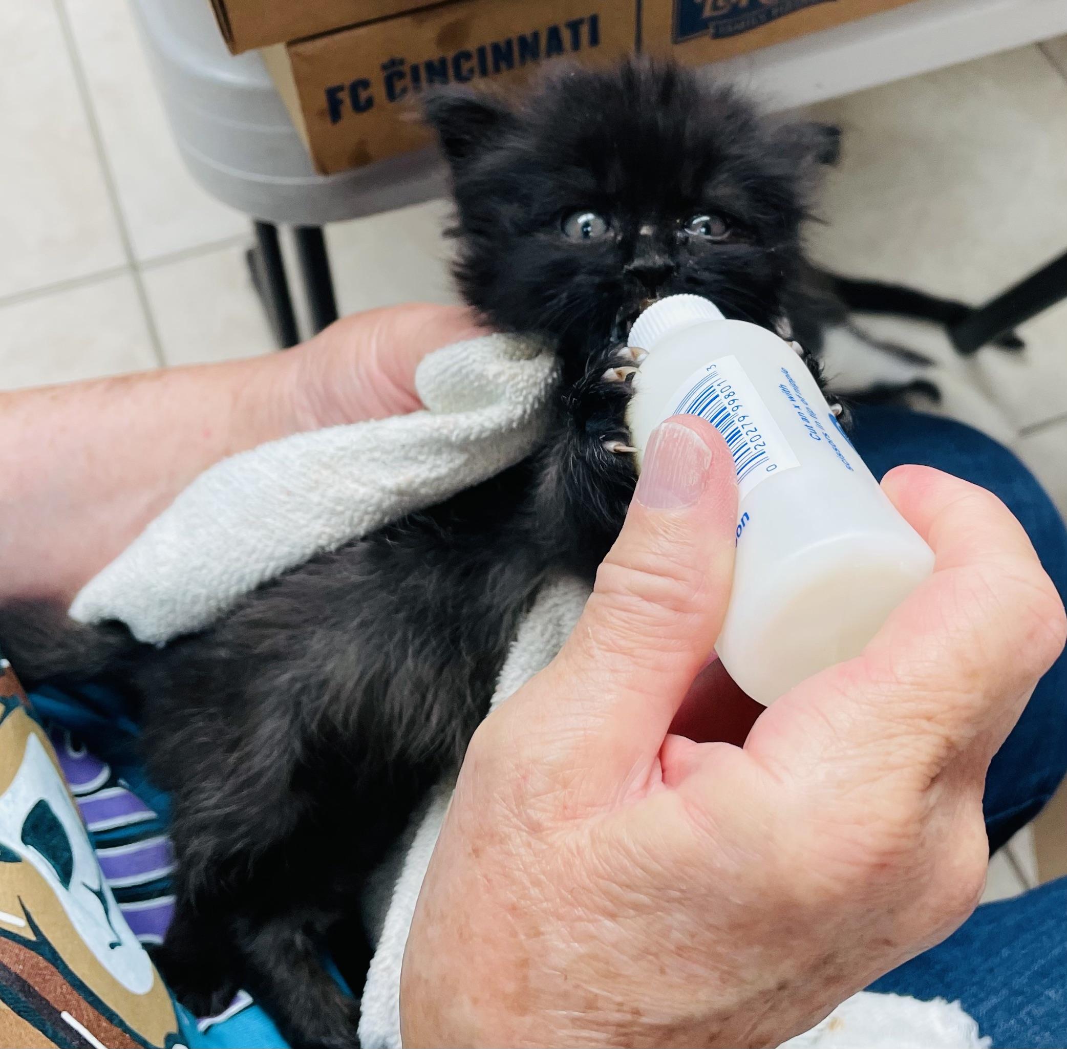 Pedro , an adopted Domestic Long Hair in Cincinnati, OH image 2/6