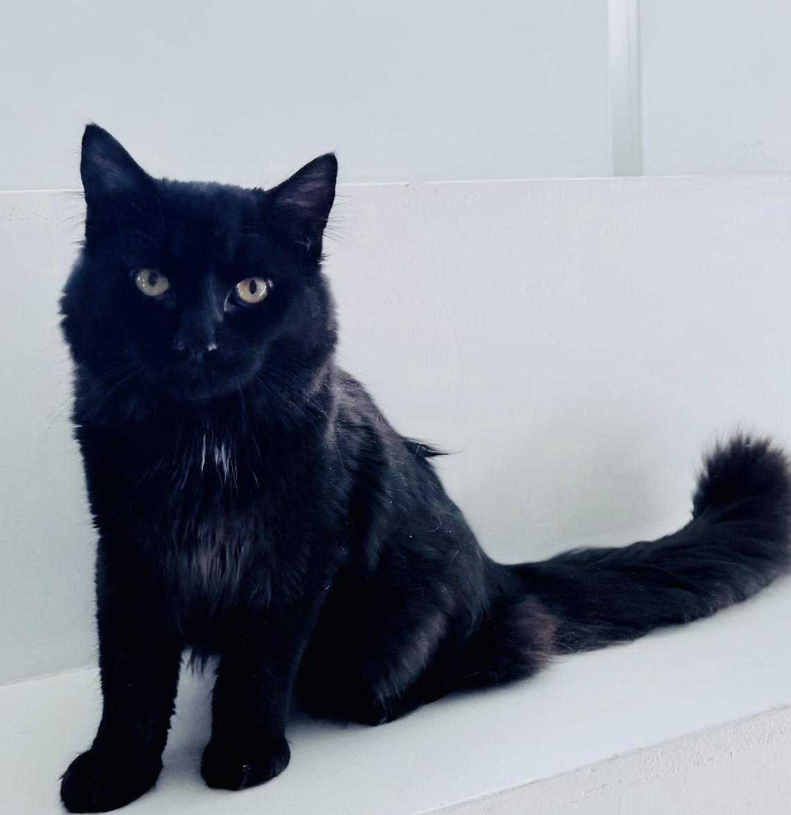 Pedro , an adopted Domestic Long Hair in Cincinnati, OH image 1/6