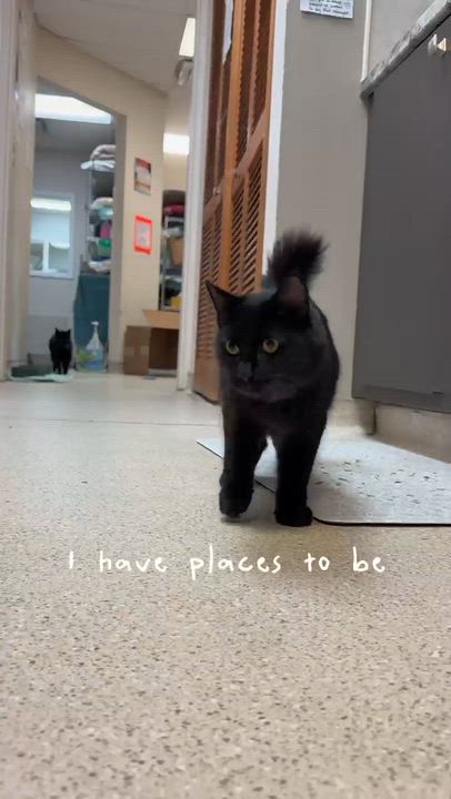 Enlarge Pedro , an adopted Domestic Long Hair in Cincinnati, OH video 6/6