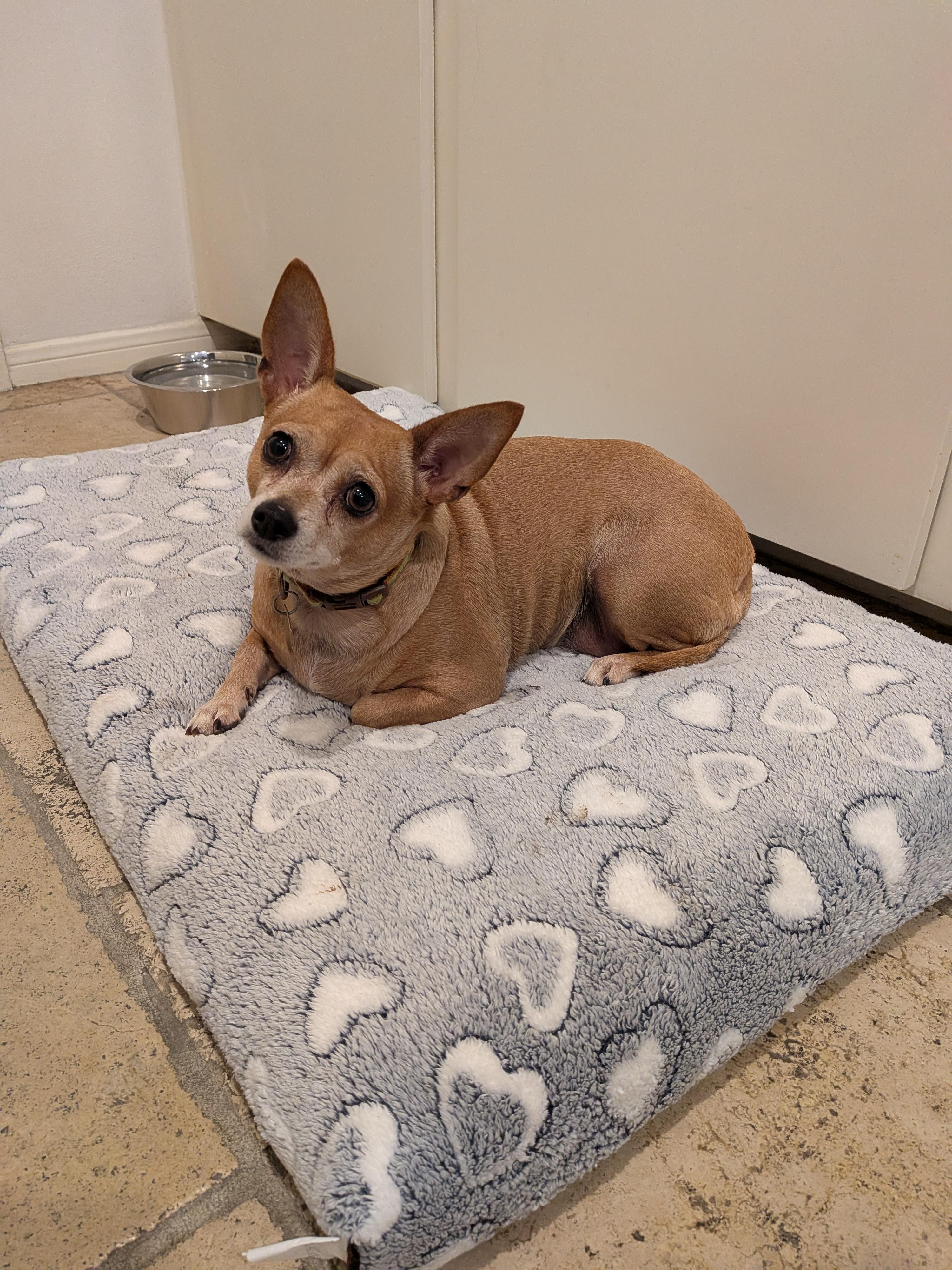 Phyllis, Adopted, Adult Female Chiweenie.