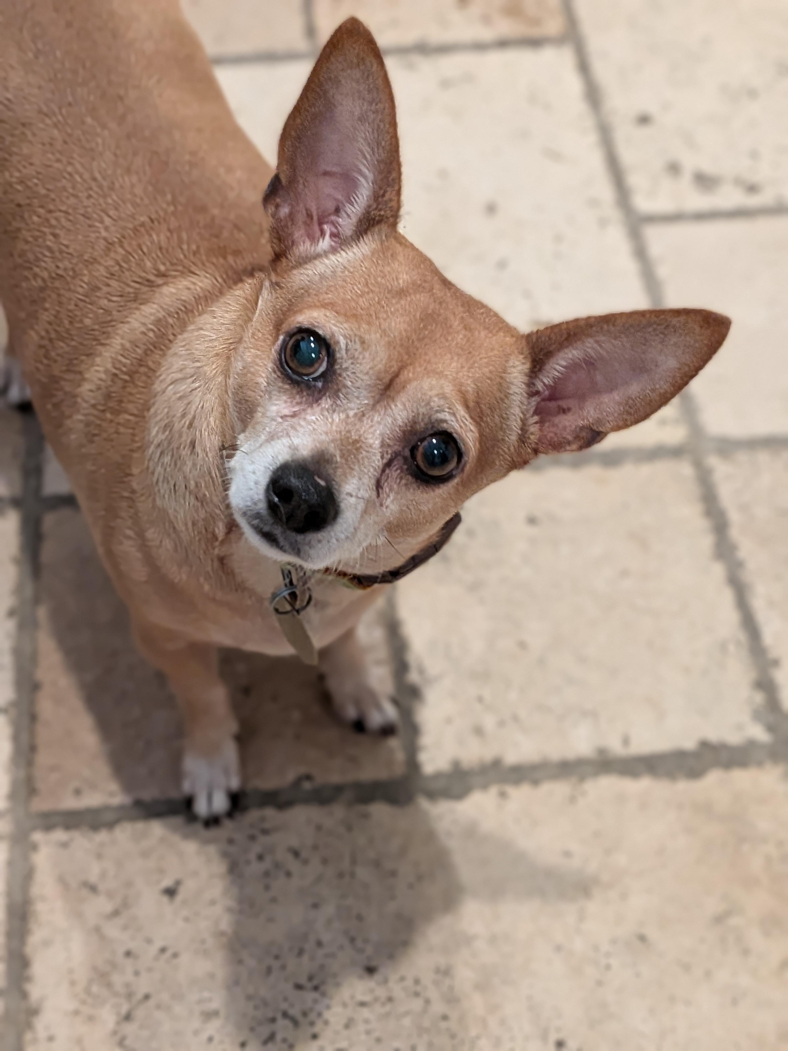 Enlarge Phyllis, a Adopted Chiweenie in Jersey City, NJ image 3/5