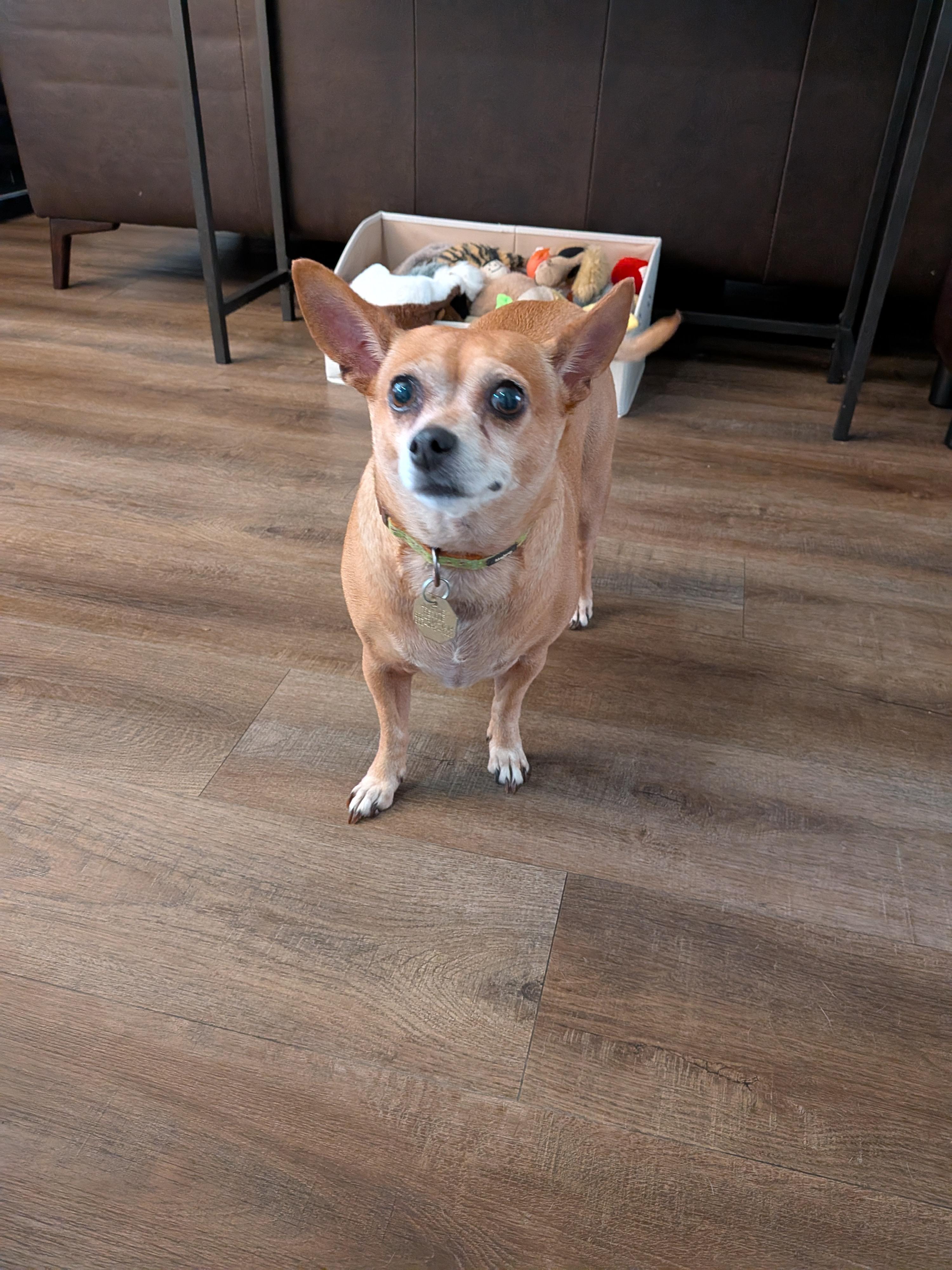 Enlarge Phyllis, a Adopted Chiweenie in Jersey City, NJ image 4/5